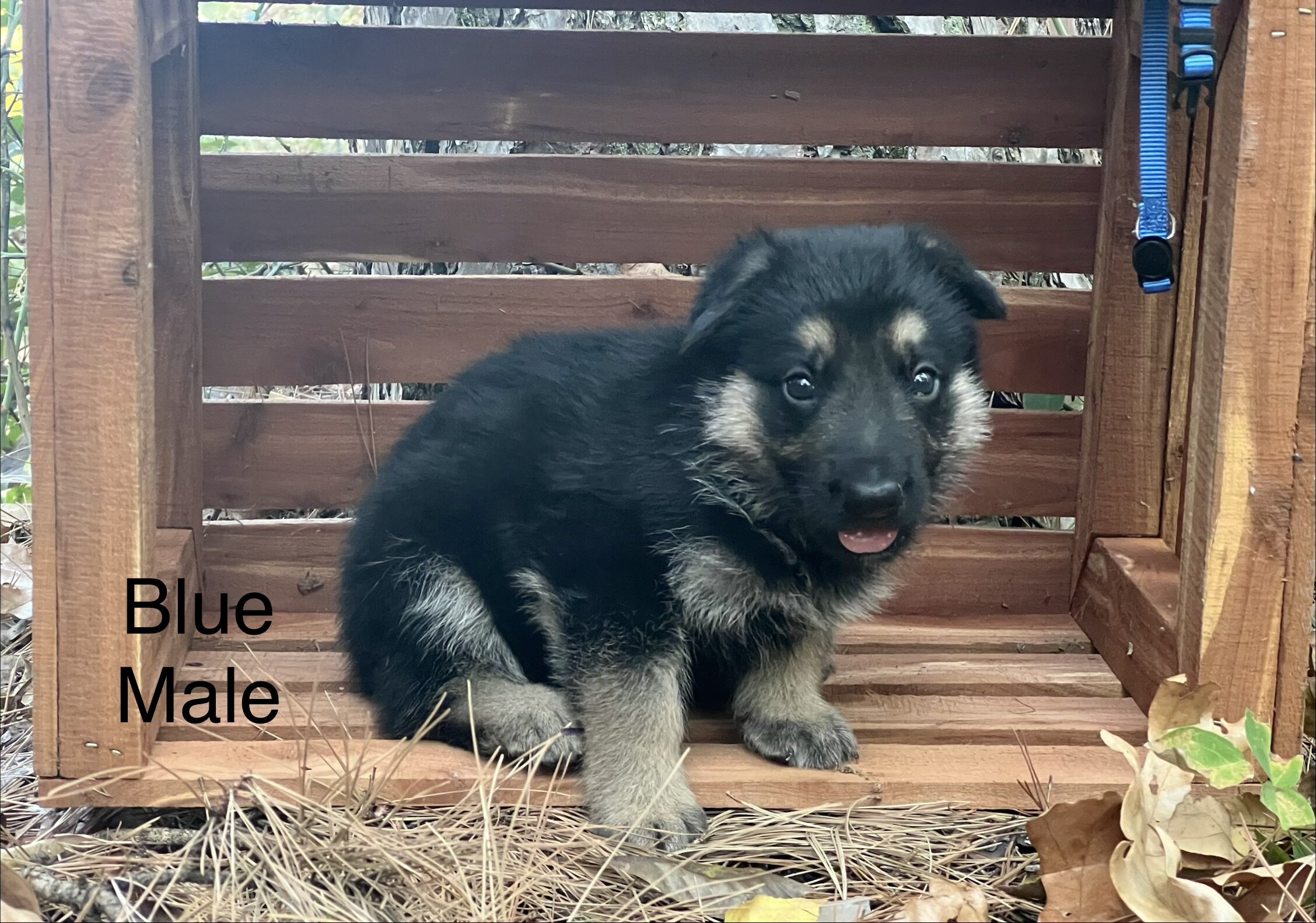 GSD - German Shepherd Dog image 1