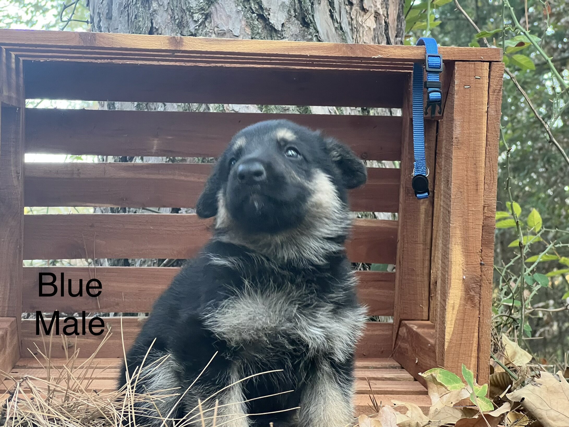 GSD - German Shepherd Dog image 3