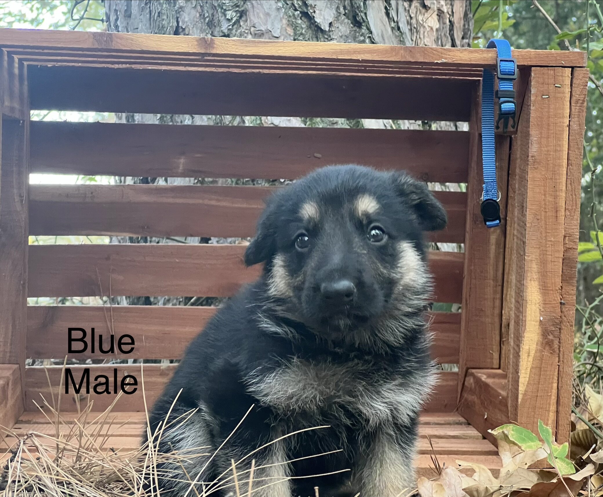 GSD - German Shepherd Dog image 2