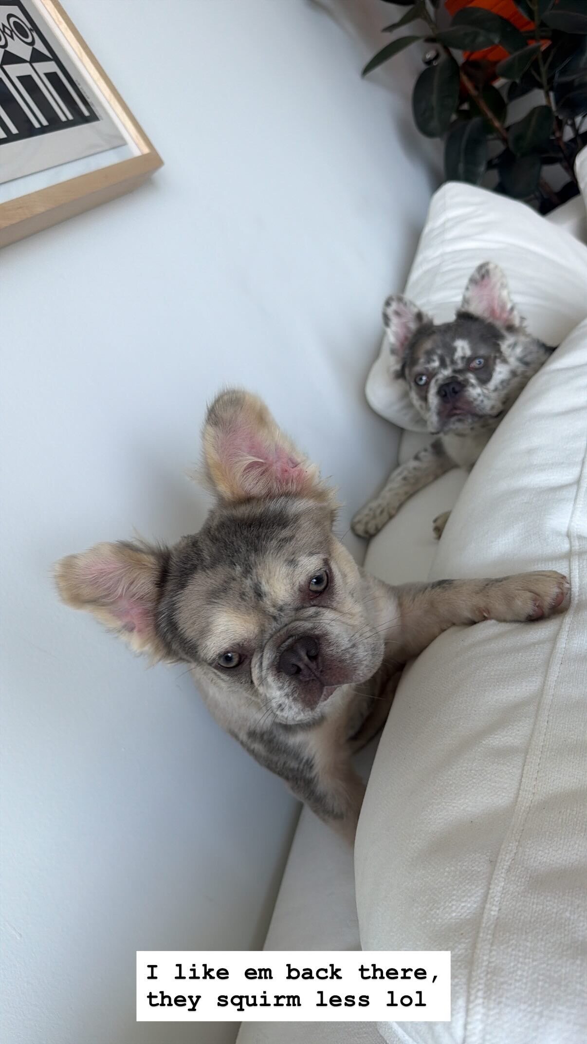 Fluffy Merle Frenchie image 10