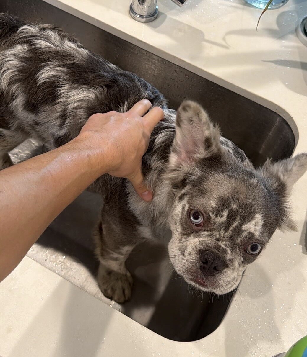 Fluffy Merle Frenchie image 3