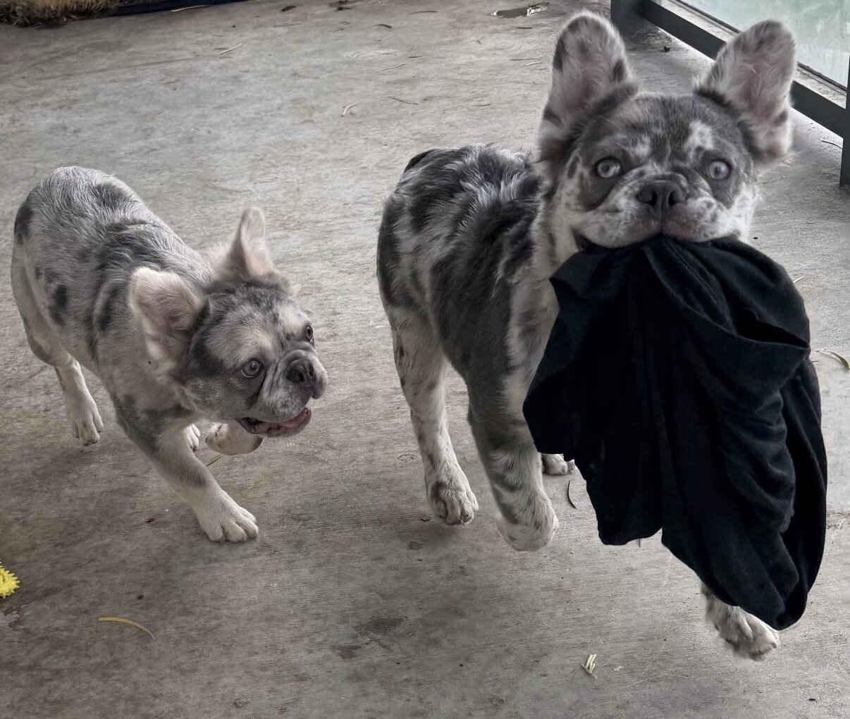 Fluffy Merle Frenchie image 5