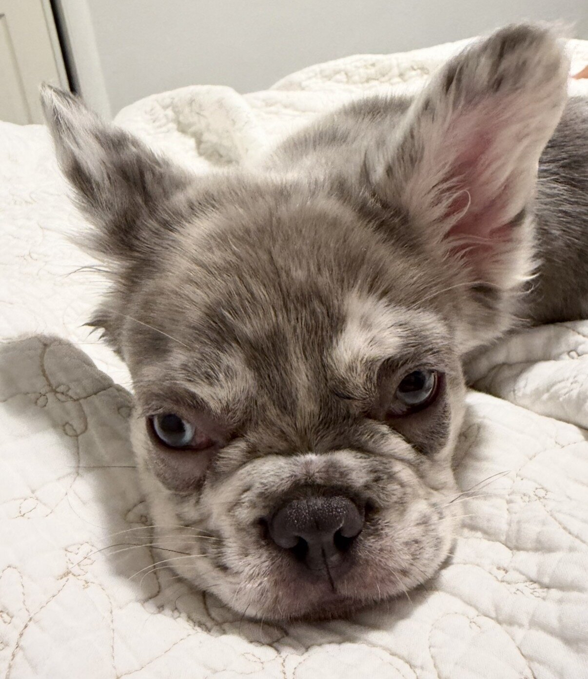 Fluffy Merle Frenchie image 4