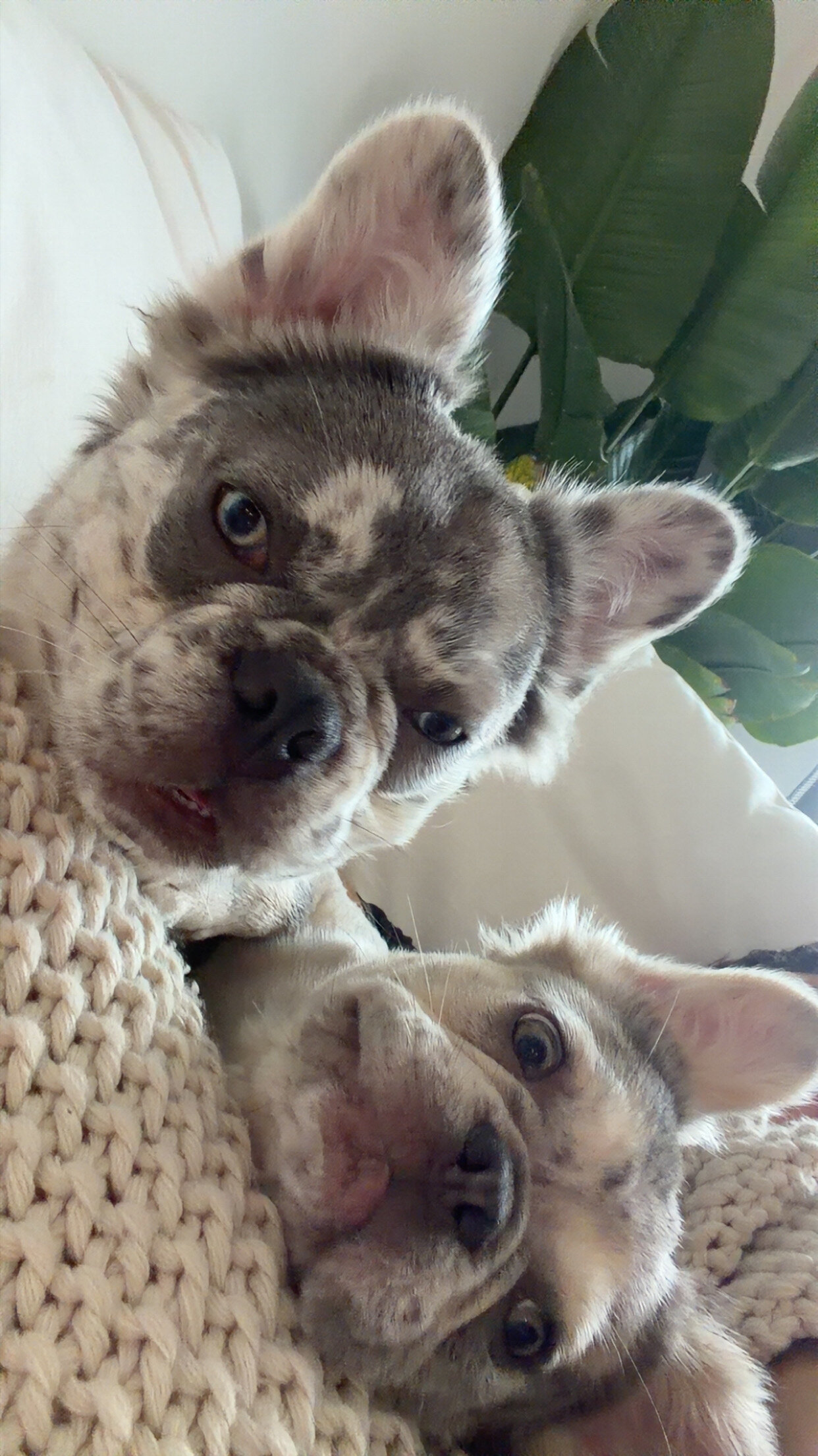 Fluffy Merle Frenchie image 8