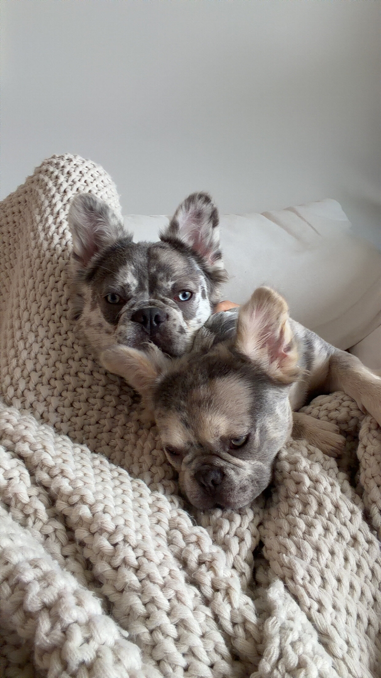 Fluffy Merle Frenchie image 9