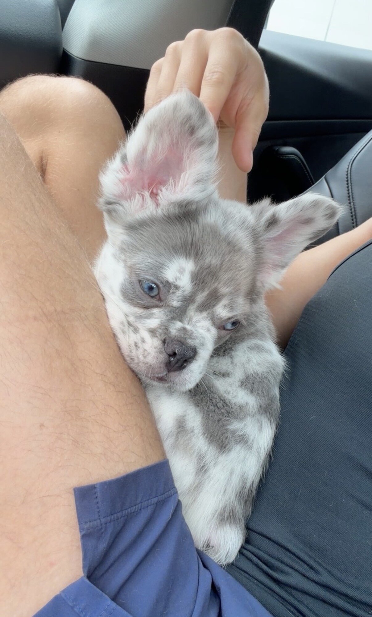 Fluffy Merle Frenchie image 1