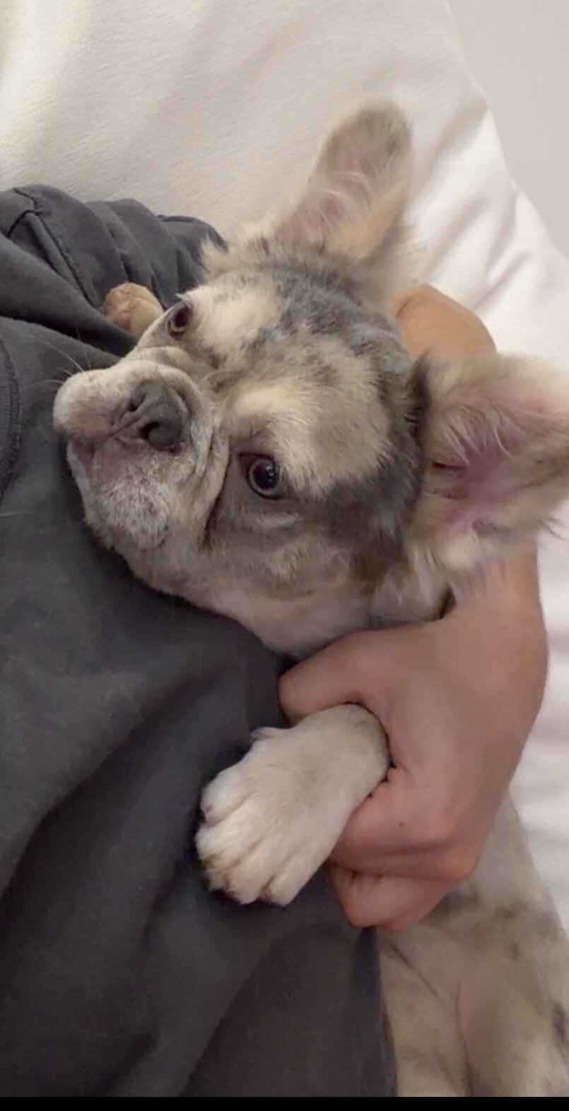 Merle Frenchie image 2