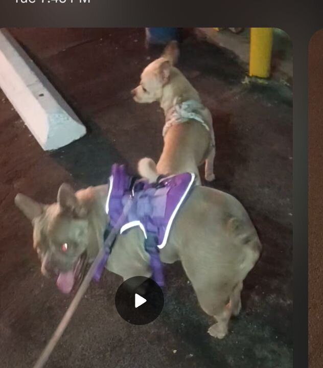 Frenchie female image 1