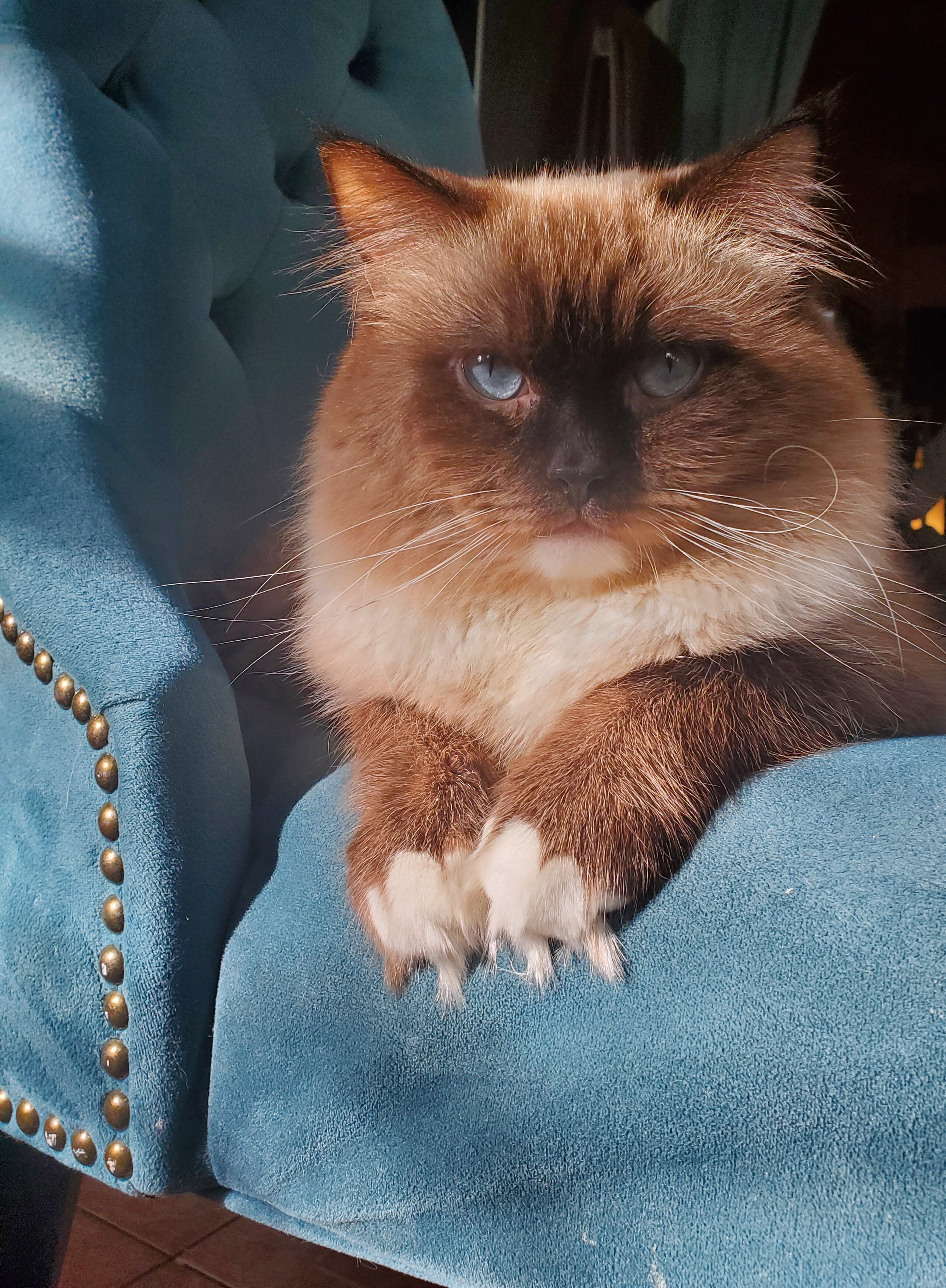 CAT image 1