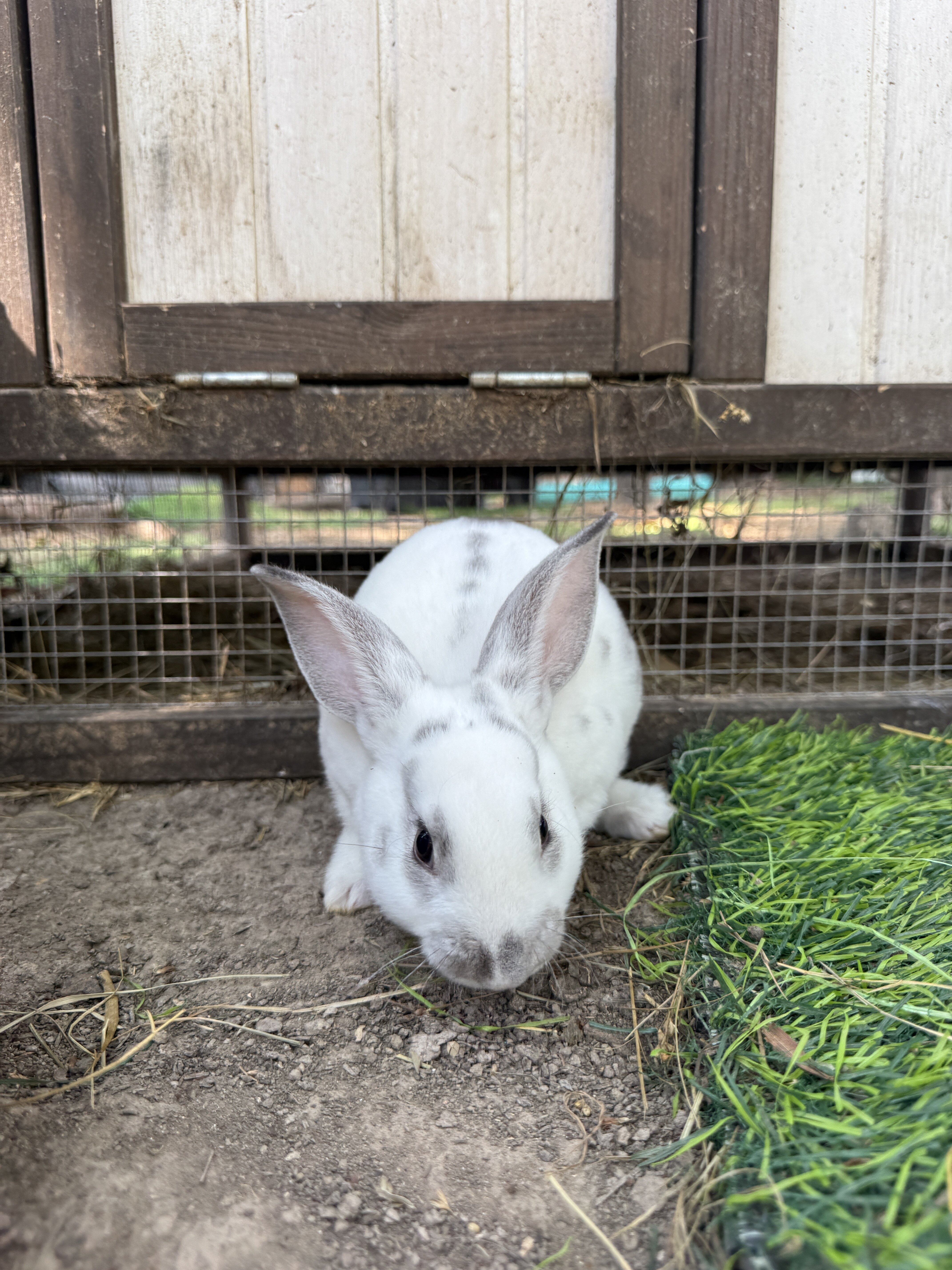 Baby Rabbits (8 Weeks) image 3
