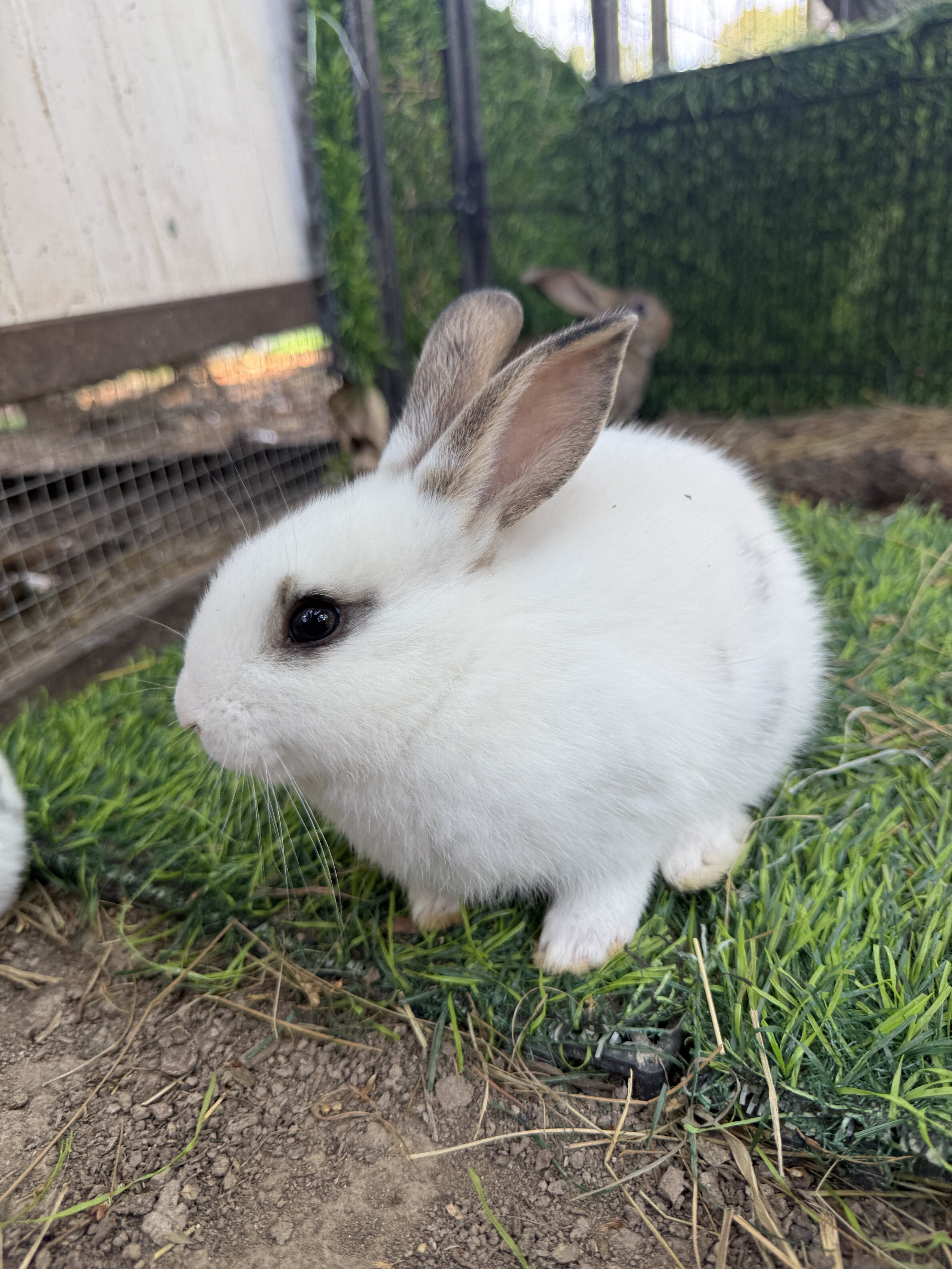 Baby Rabbits (8 Weeks) image 1