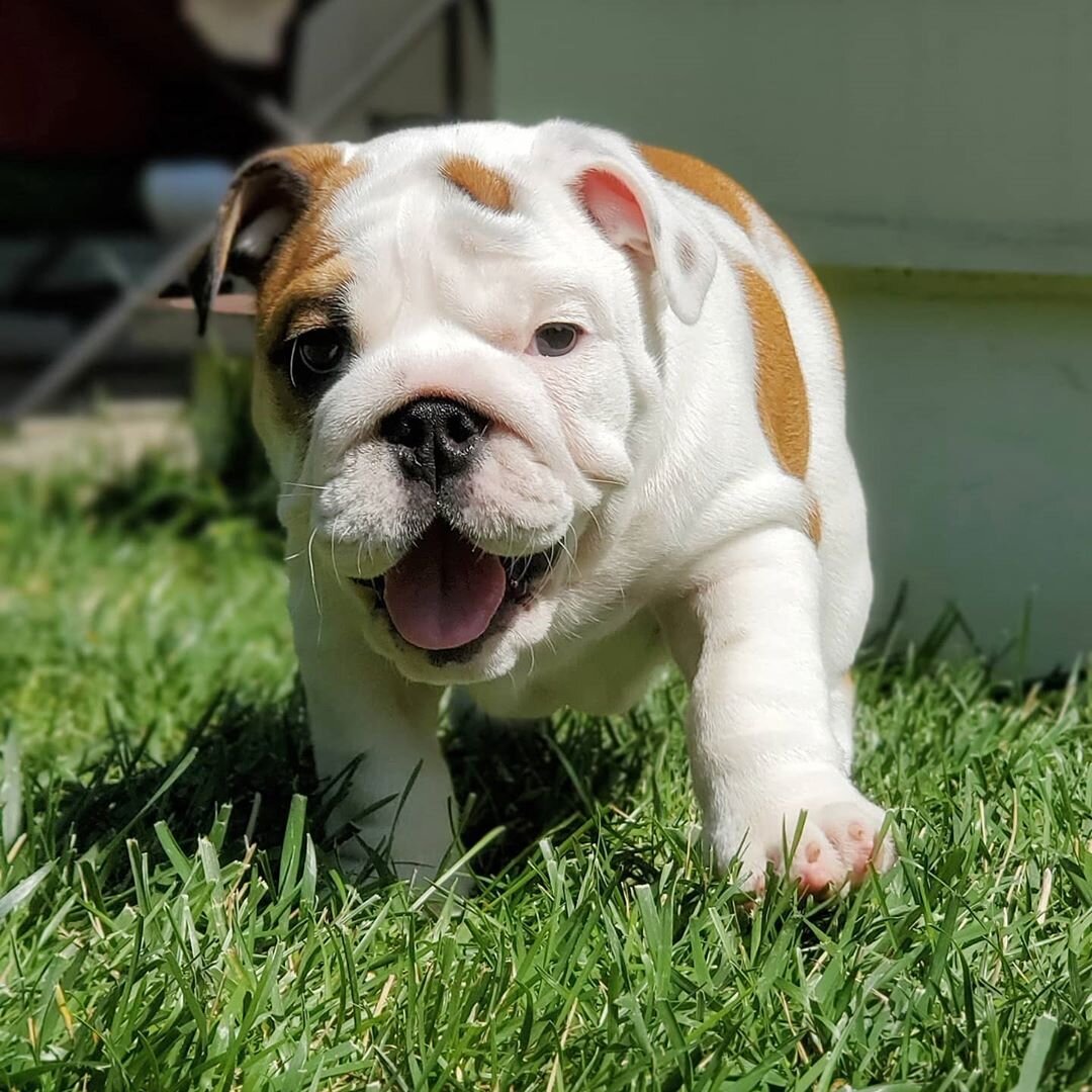 🐾 English Bulldog Puppies for Sale 🐾 image 2