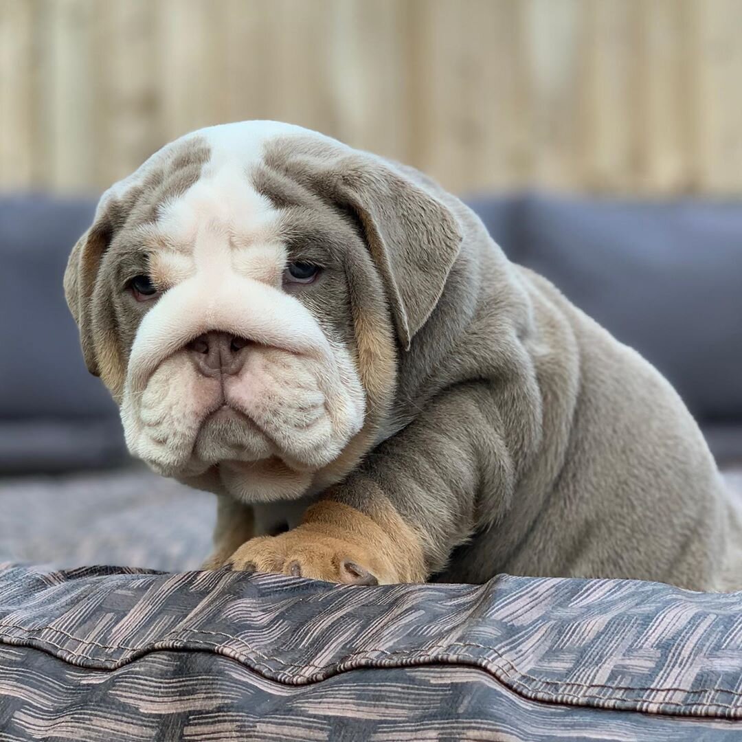 🐾 English Bulldog Puppies for Sale 🐾 image 1