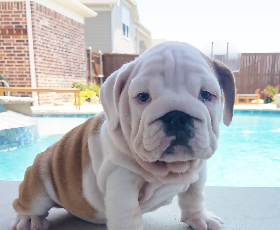 🐾 English Bulldog Puppies for Sale 🐾 image 3