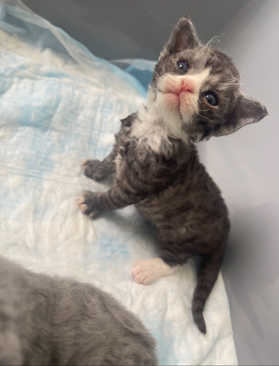 Female Devon Rex image 1