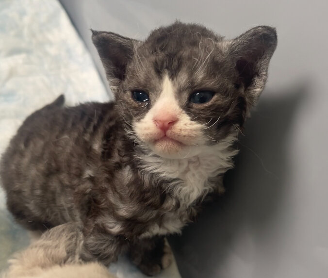 Female Devon Rex image 2