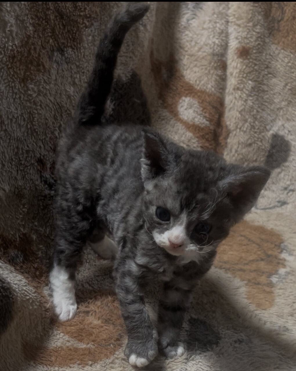 Female Devon Rex image 3