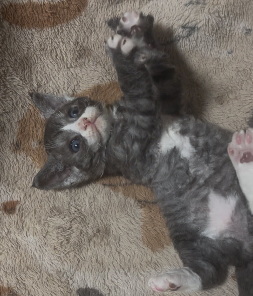 Female Devon Rex image 4