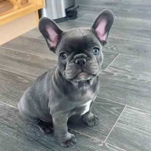 🐾 Trained French Bulldog Puppies Available 🐾 image 3