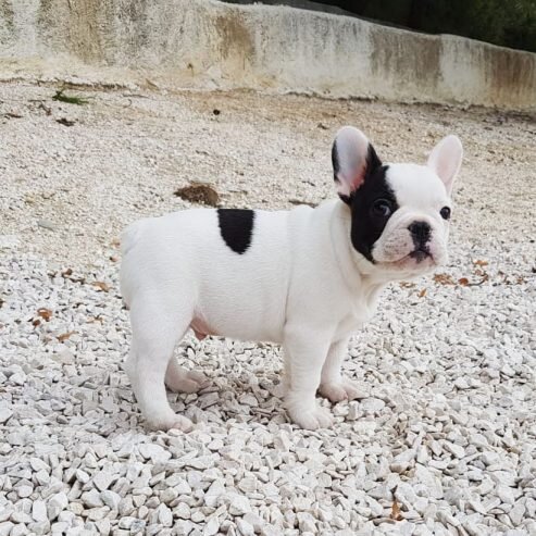 🐾 Trained French Bulldog Puppies Available 🐾 image 2