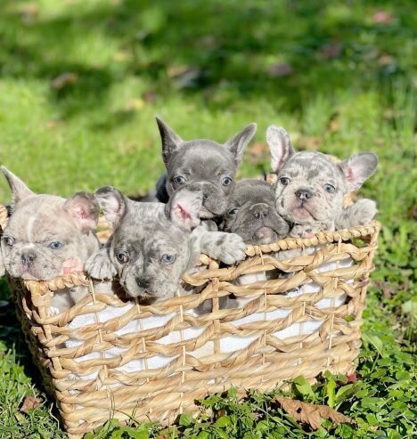 🐾 Trained French Bulldog Puppies Available 🐾 image 1