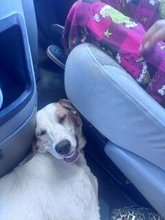 Puppy -  Brittney Spaniel image 3