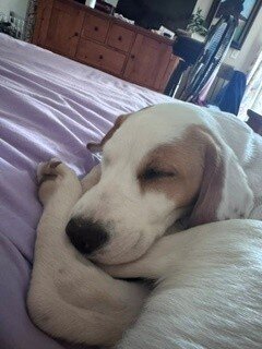 Puppy -  Brittney Spaniel image 6