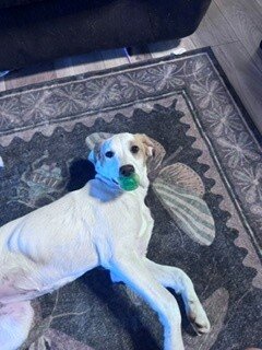 Puppy -  Brittney Spaniel image 5