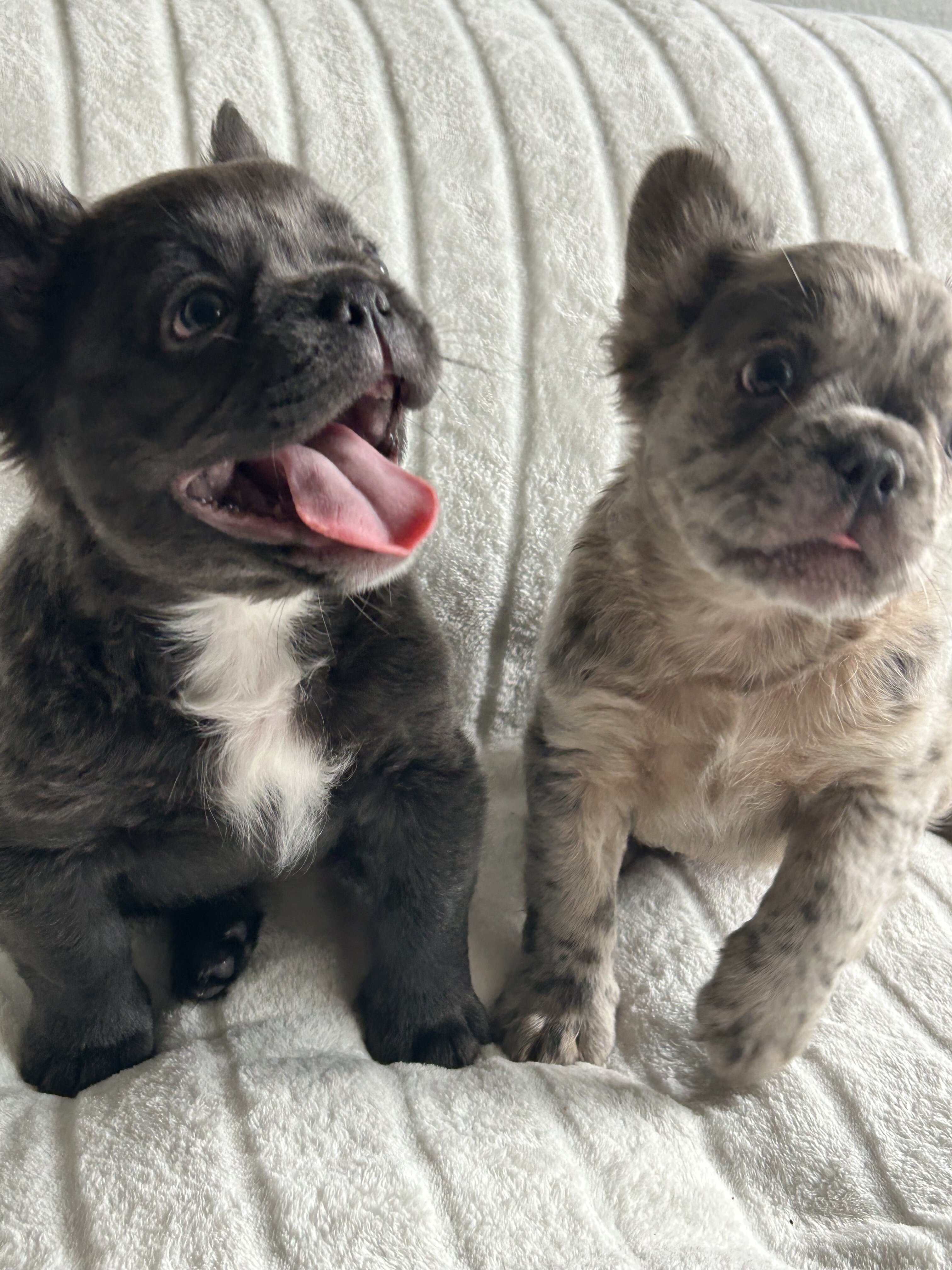 French bull dog fluffy image 5