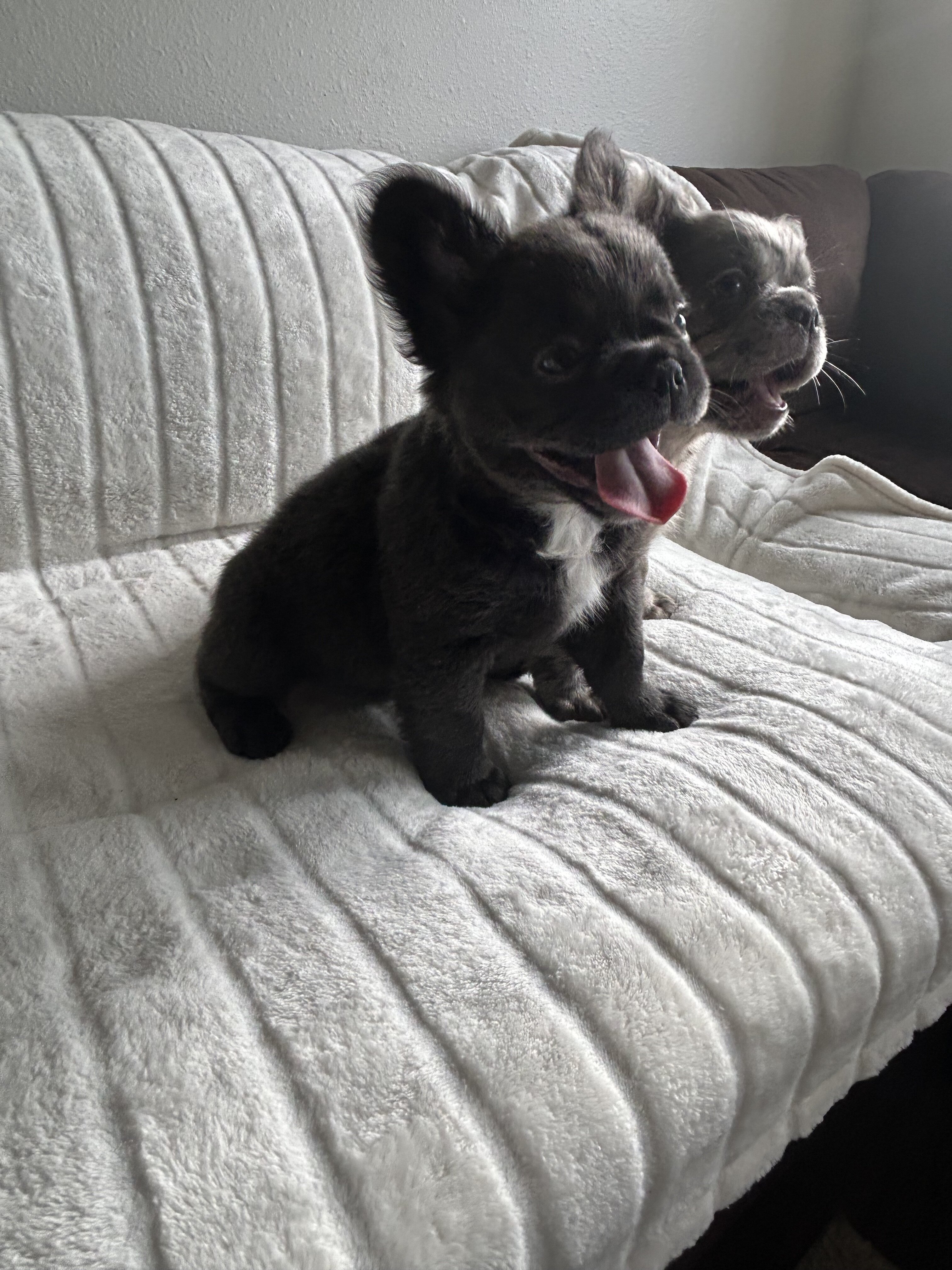 French bull dog fluffy image 6