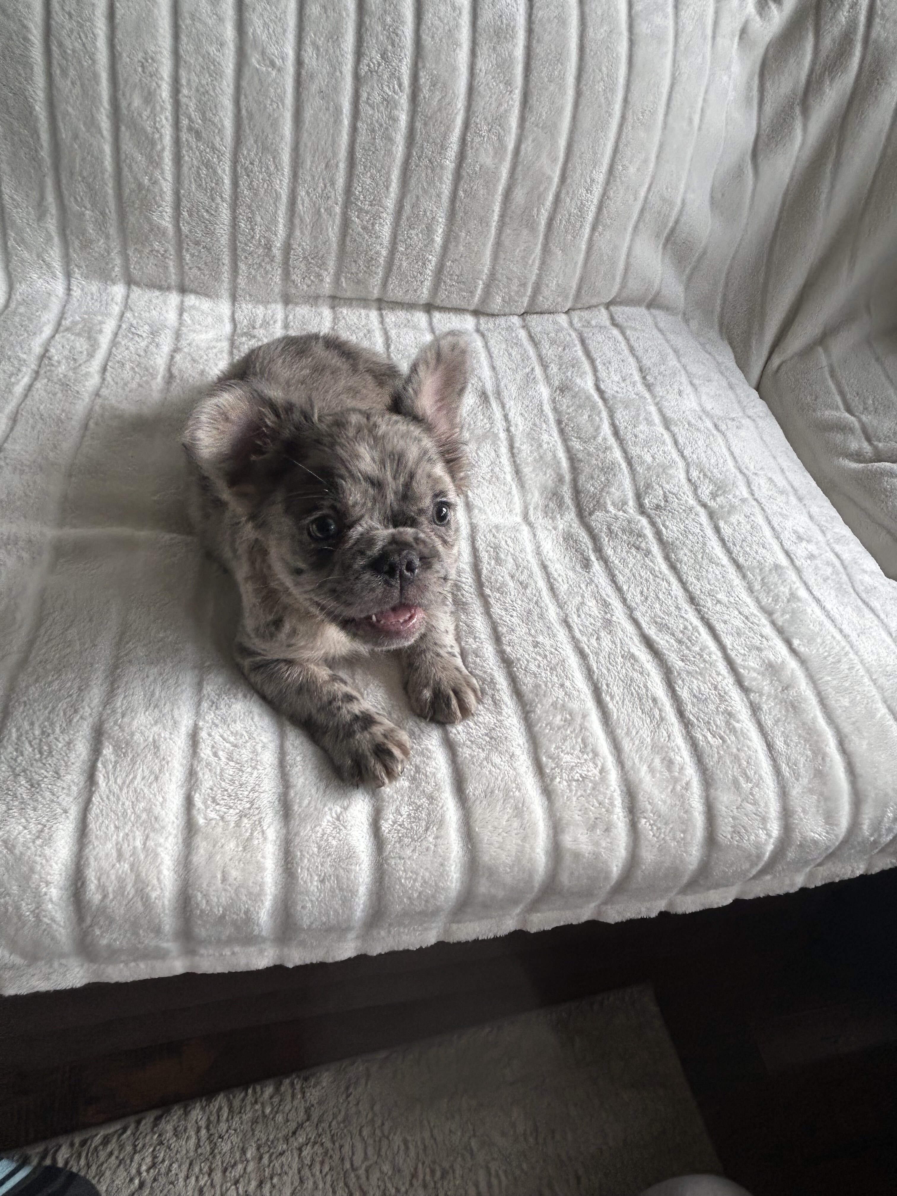 French bull dog fluffy image 4