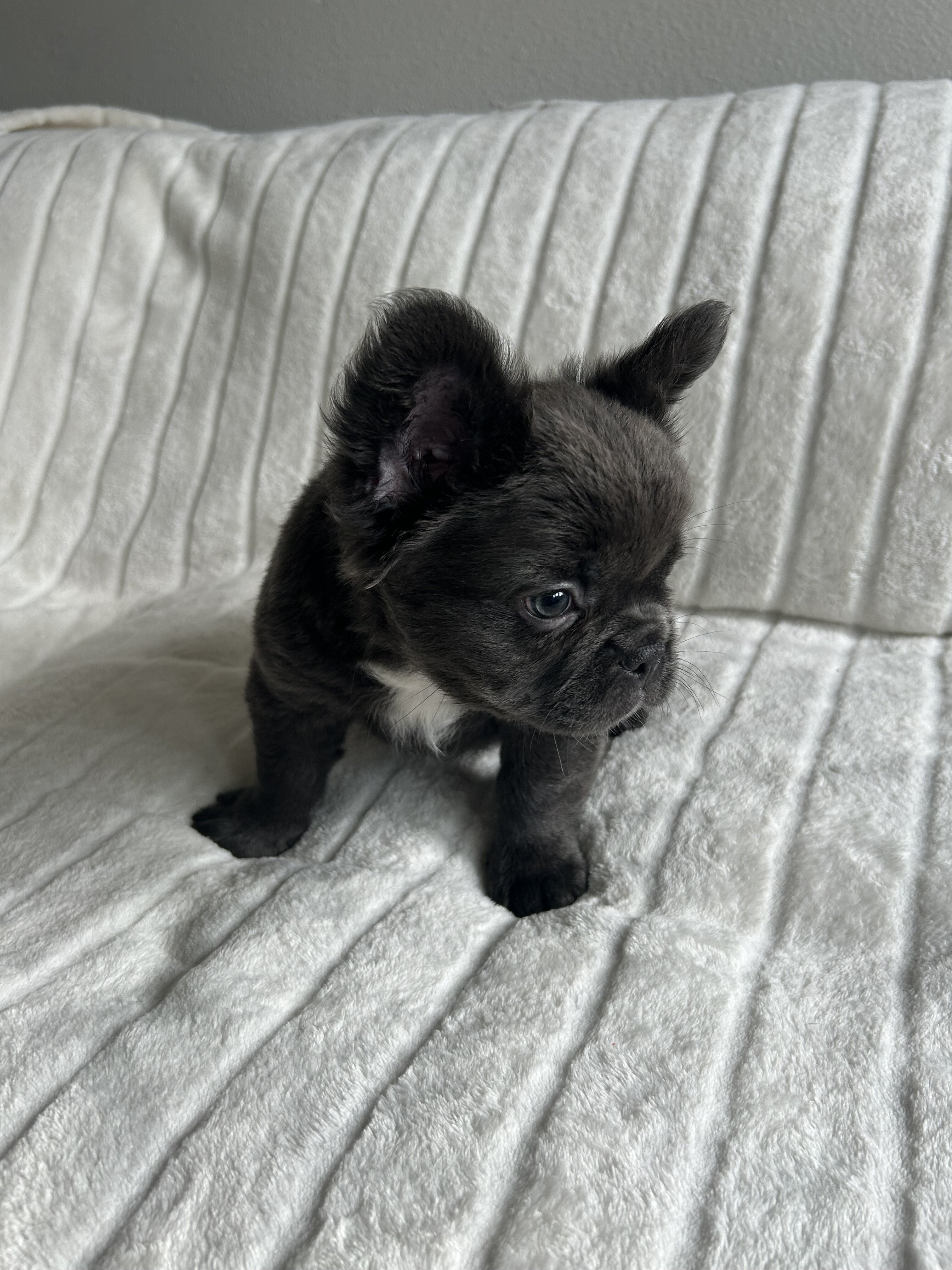 French bull dog fluffy image 2