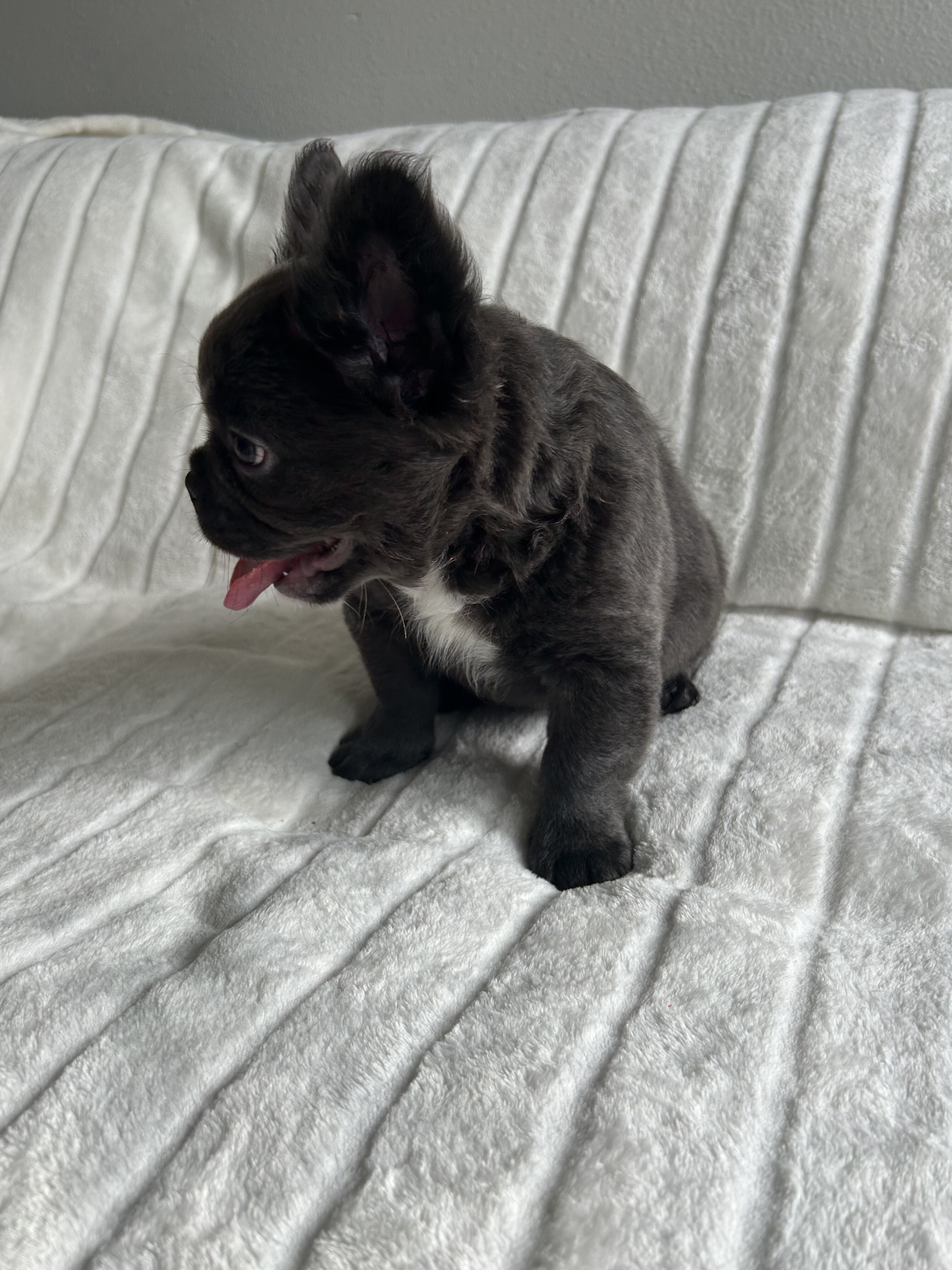 French bull dog fluffy image 3