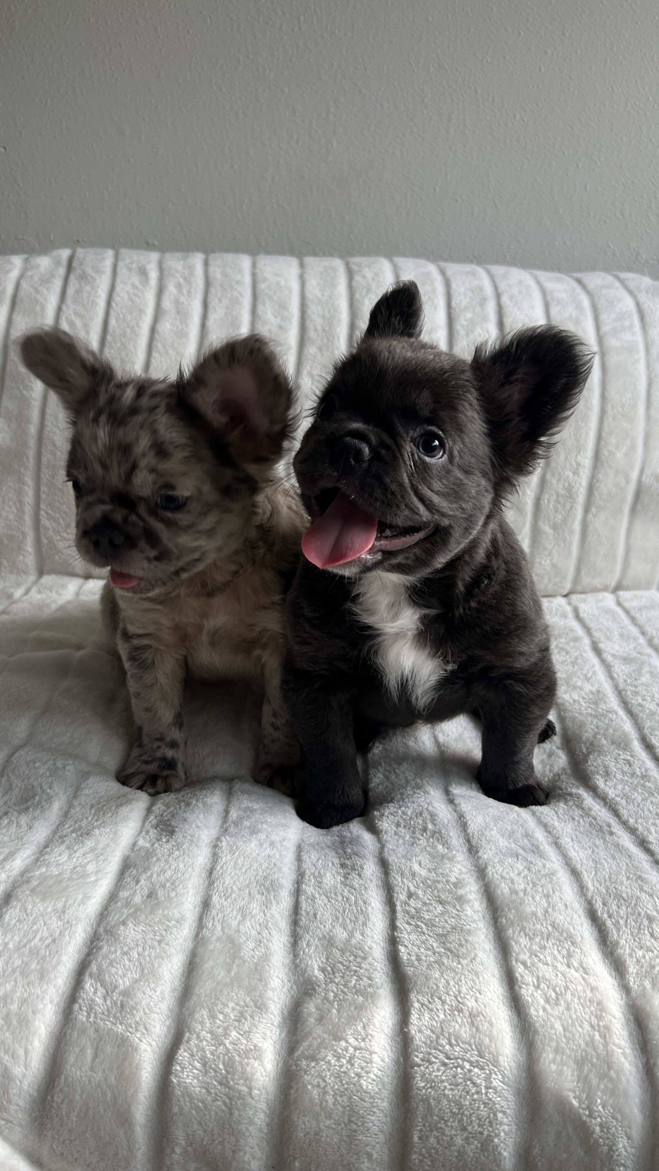 French bull dog fluffy image 7