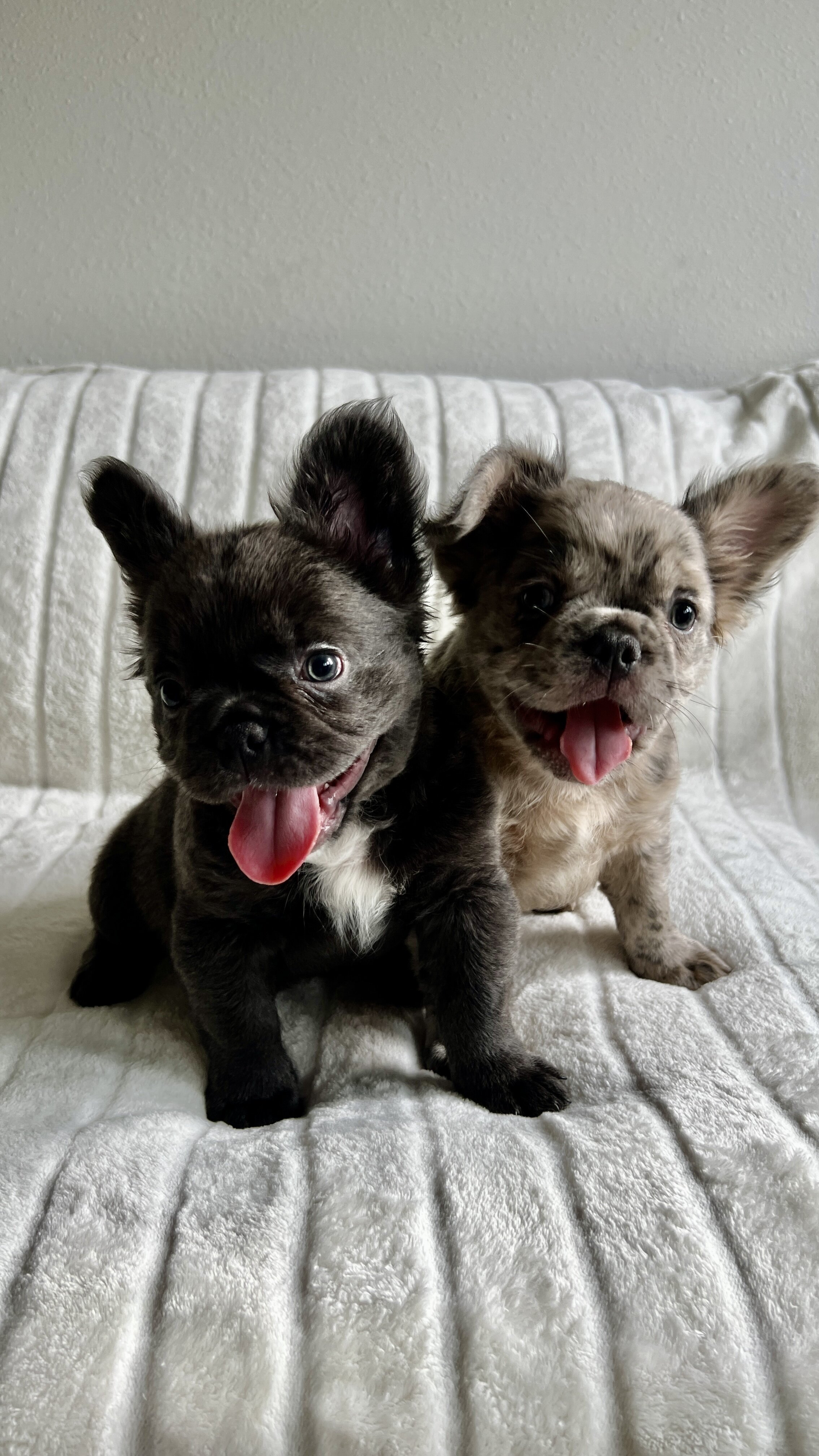French bull dog fluffy image 1