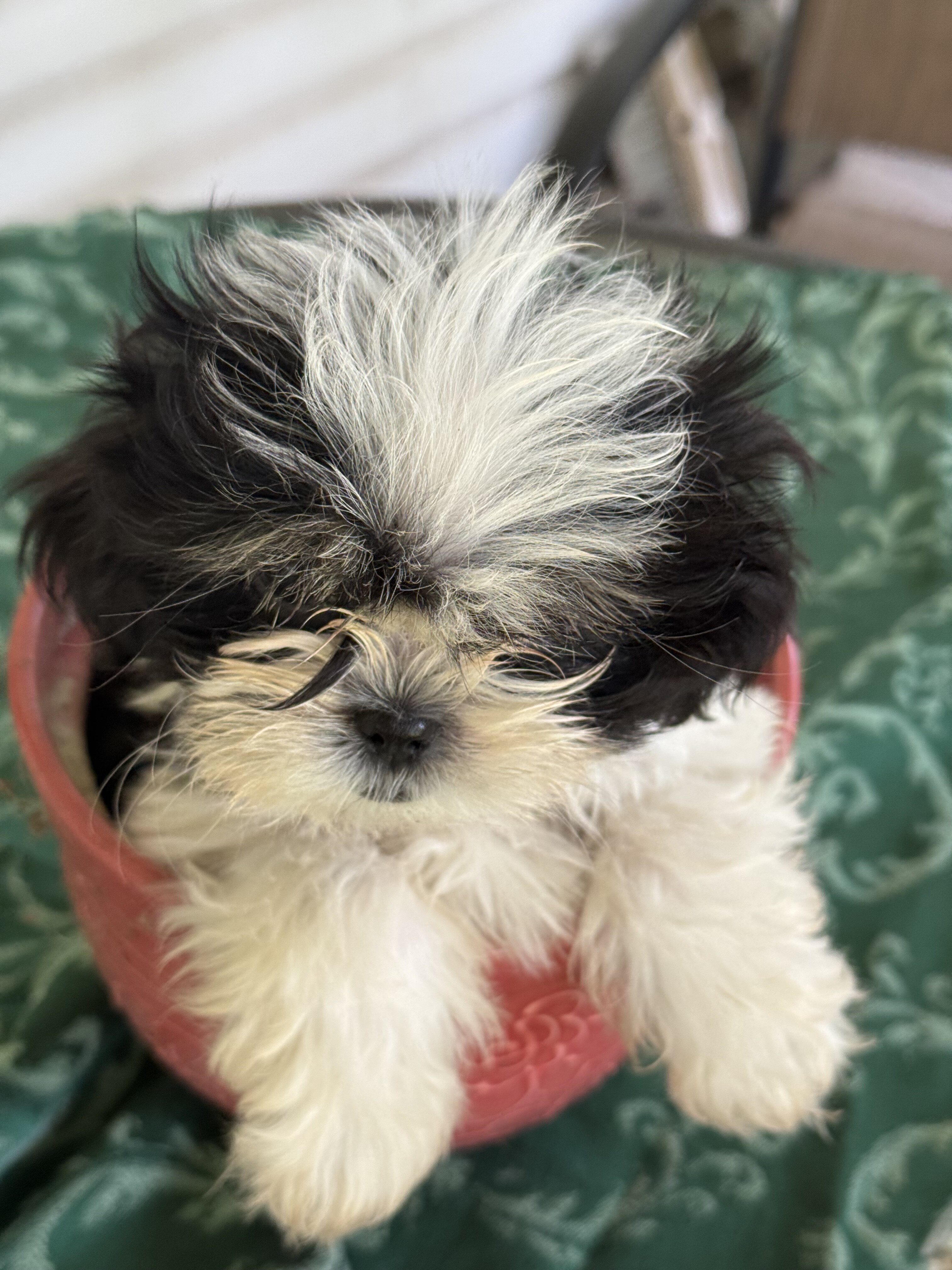 Leia loving Shih Utz girl. Ready to play image 2