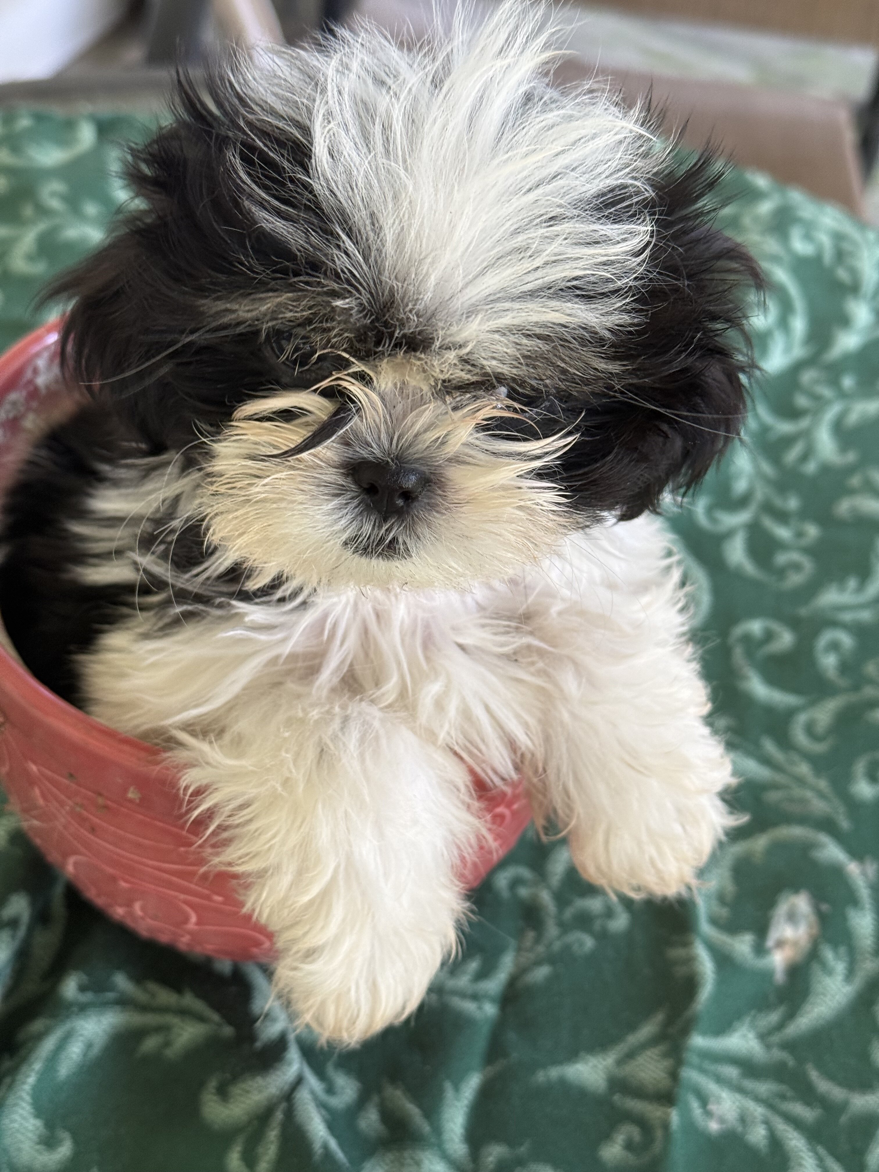 Leia loving Shih Utz girl. Ready to play image 3