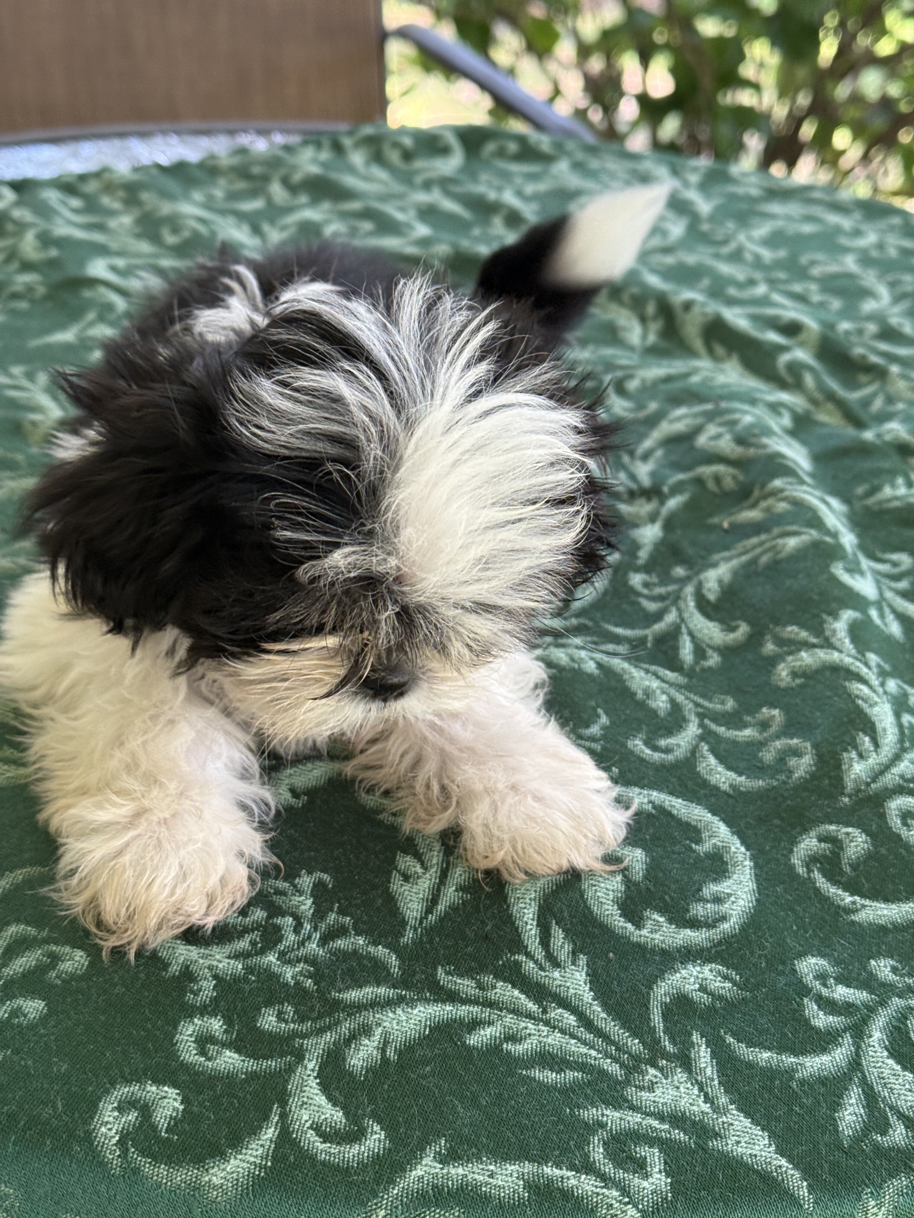 Leia loving Shih Utz girl. Ready to play image 4