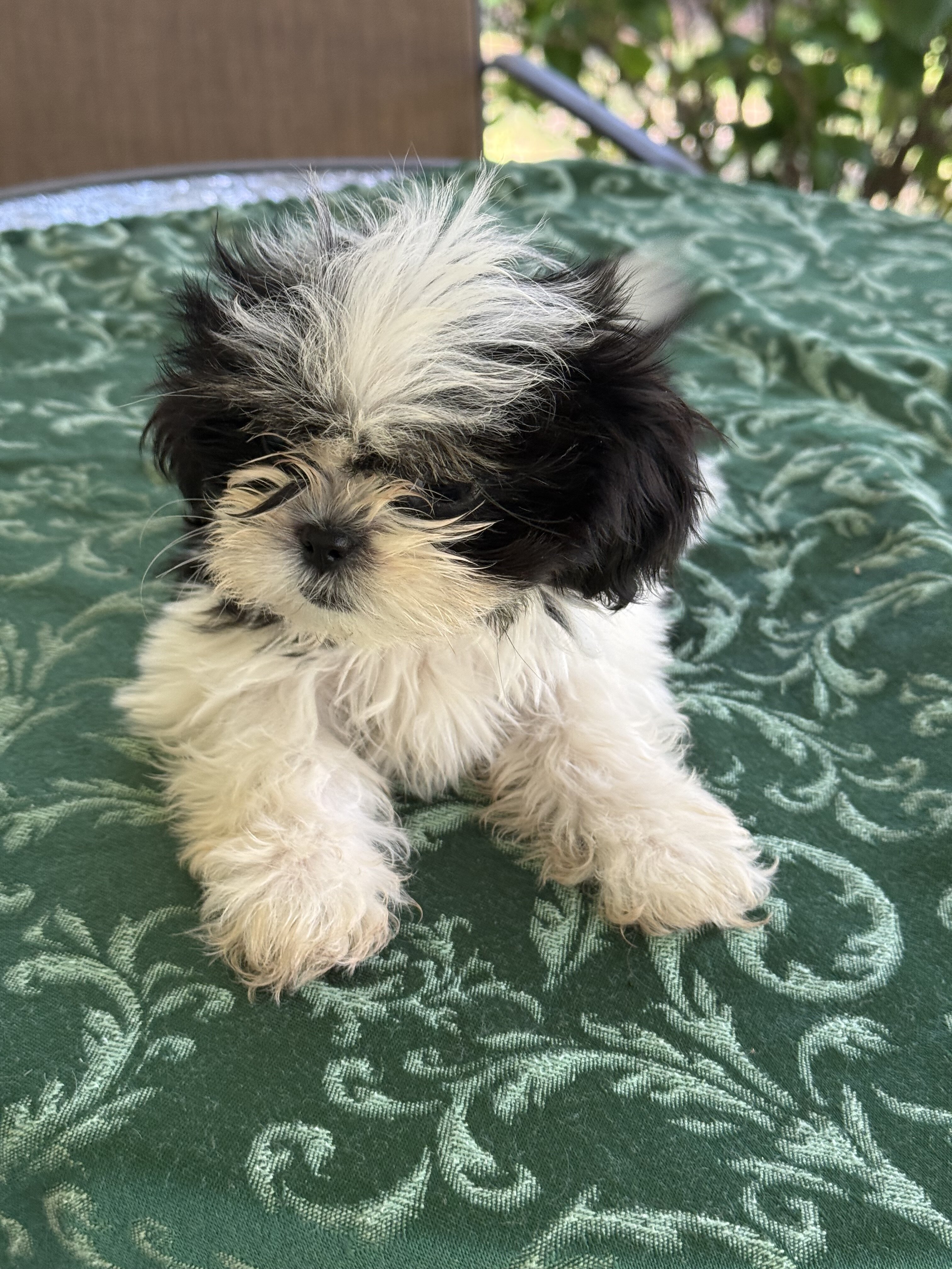 Leia loving Shih Utz girl. Ready to play image 1