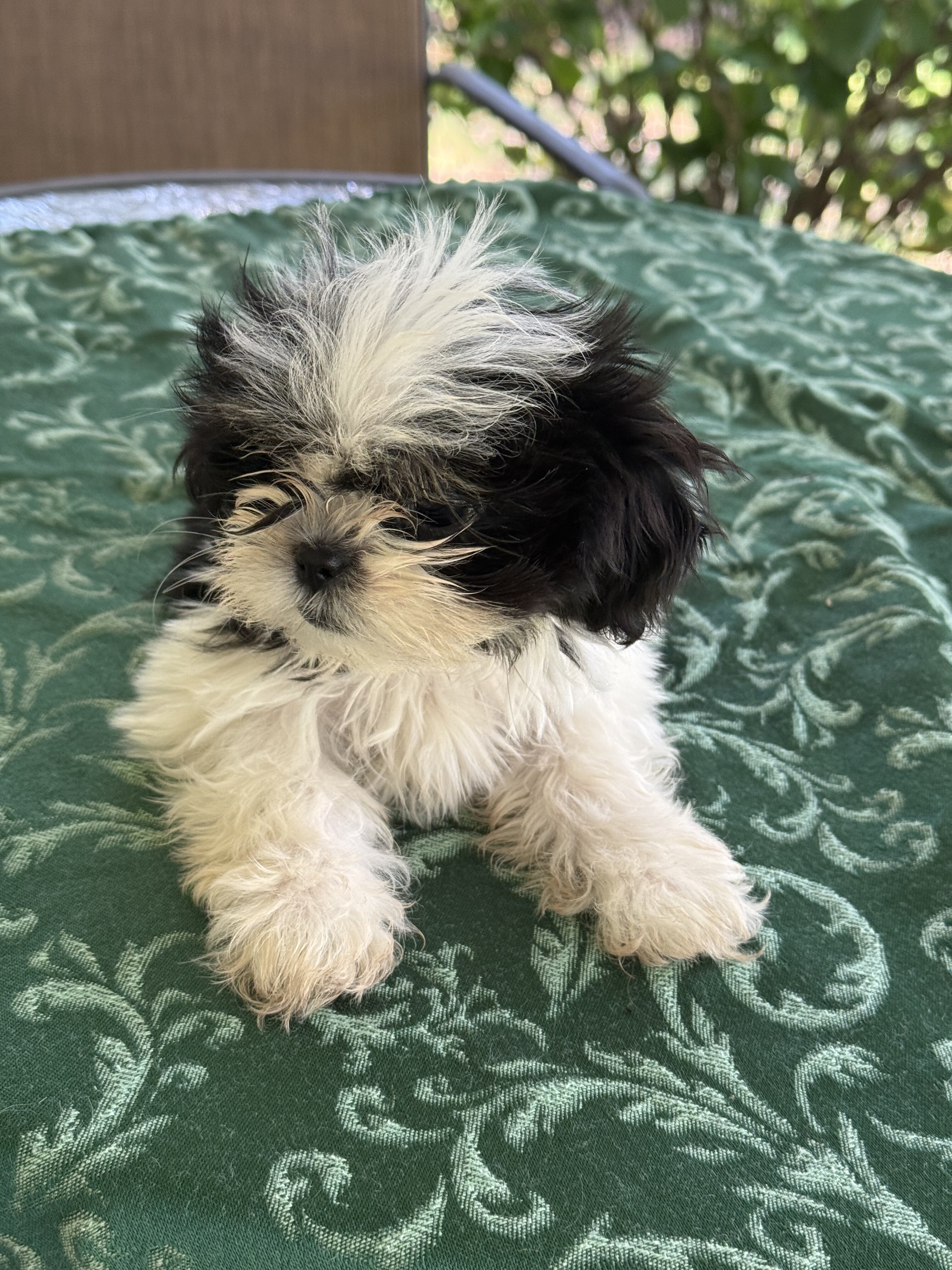 Leia loving Shih Utz girl. Ready to play image 5