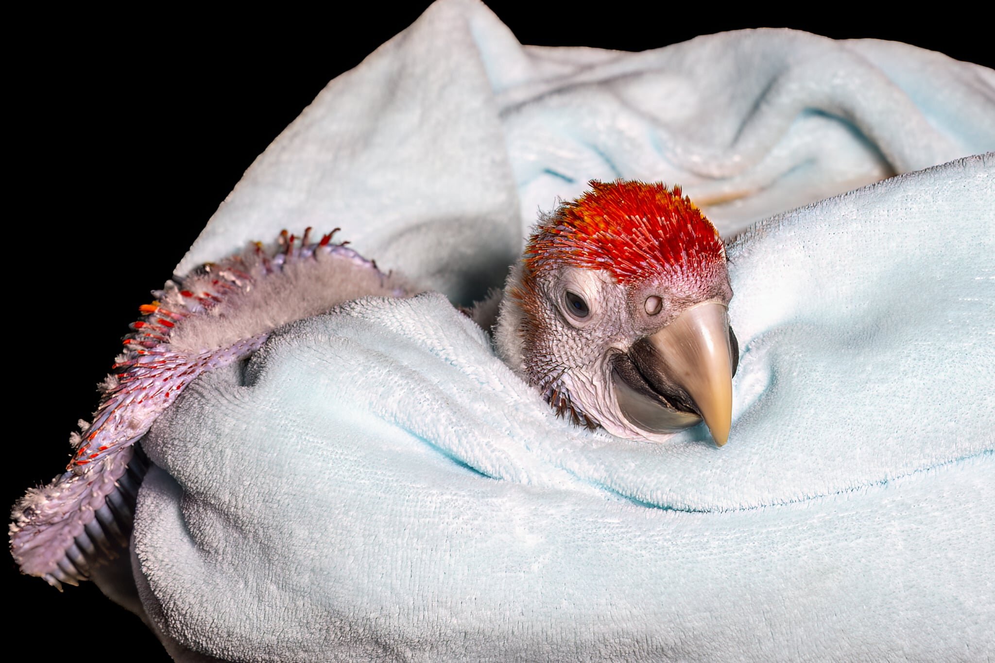 Scarlett Macaw image 1