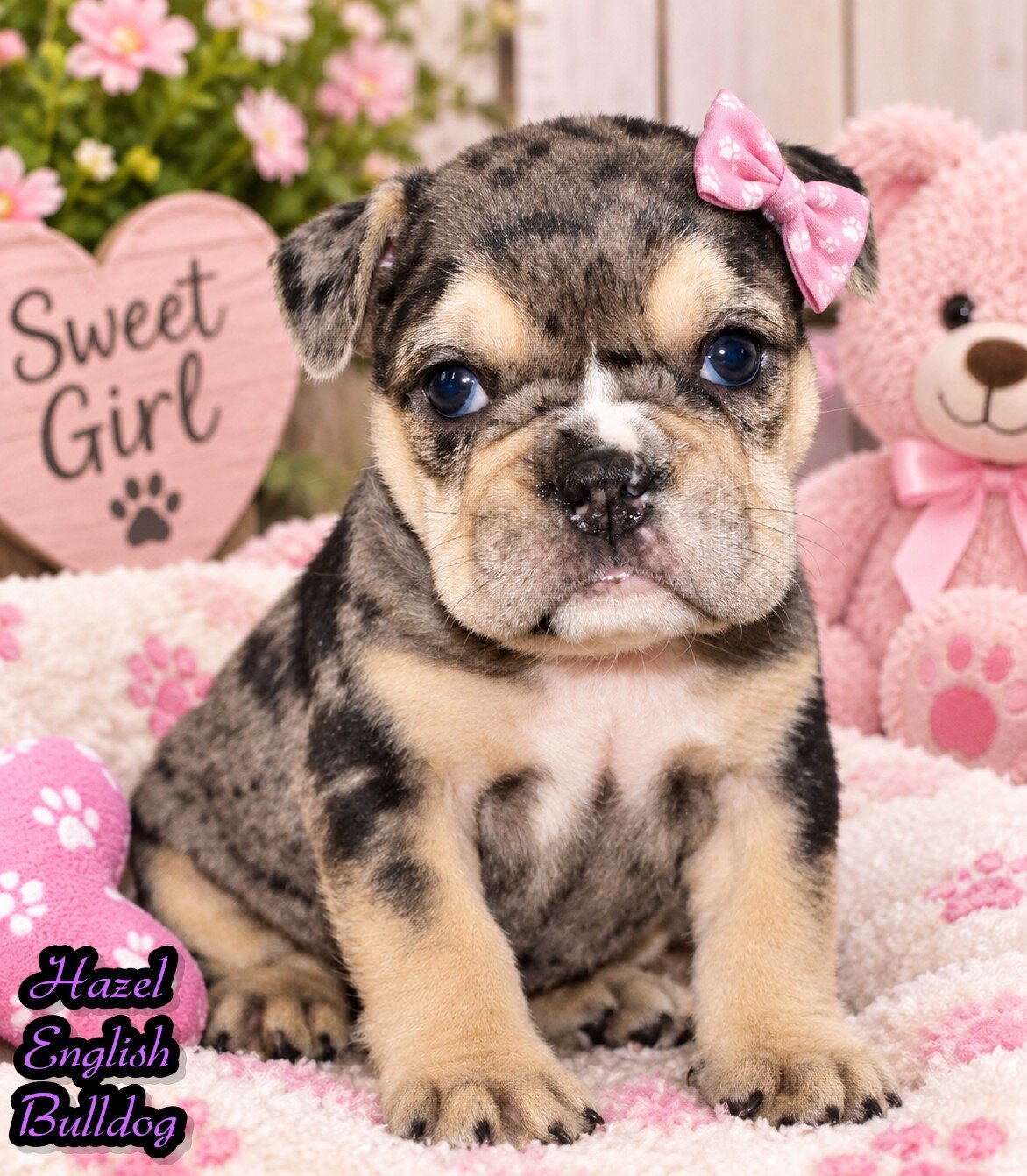 Hazel Female English Bulldog image 1