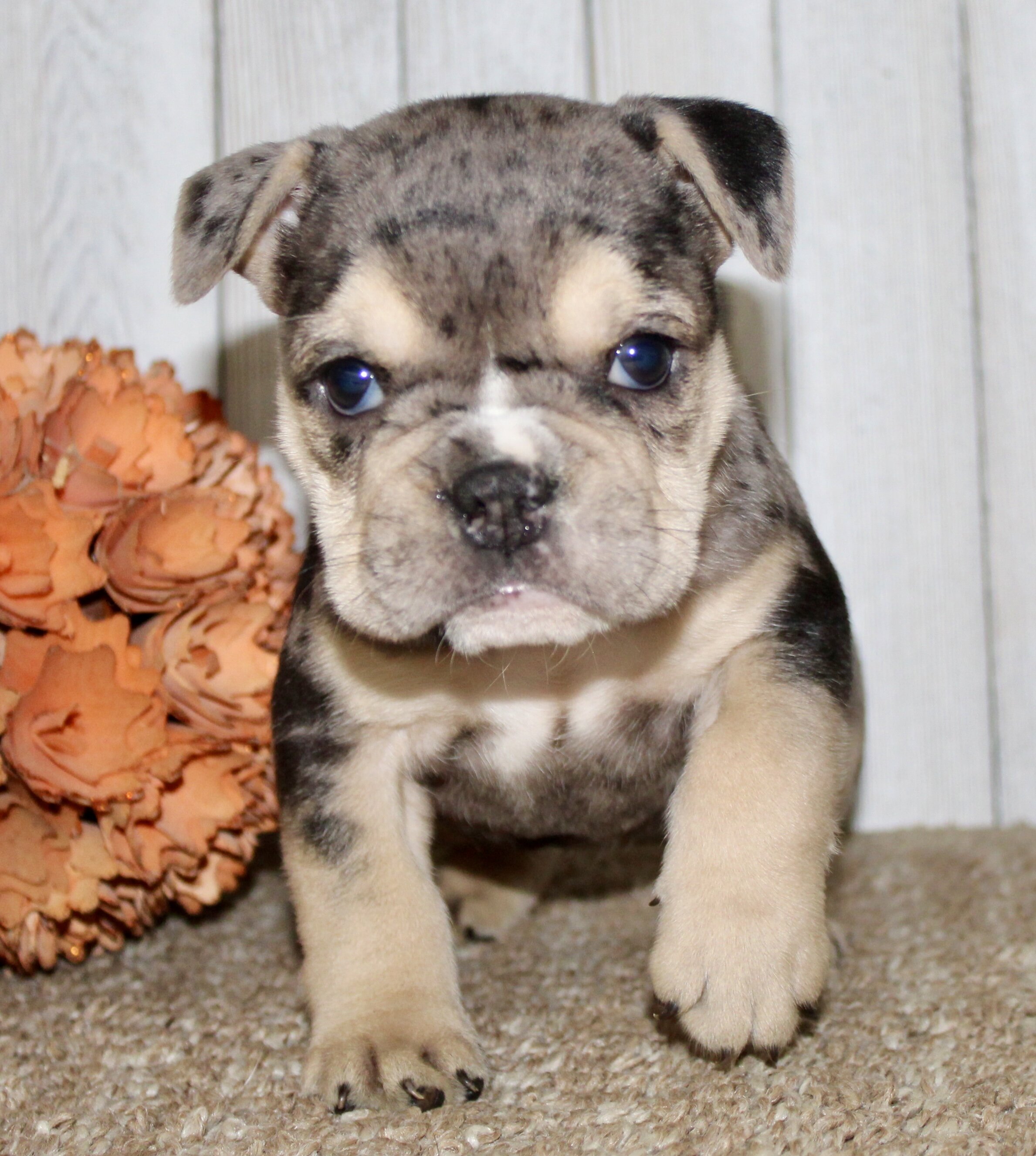 Hazel Female English Bulldog image 8