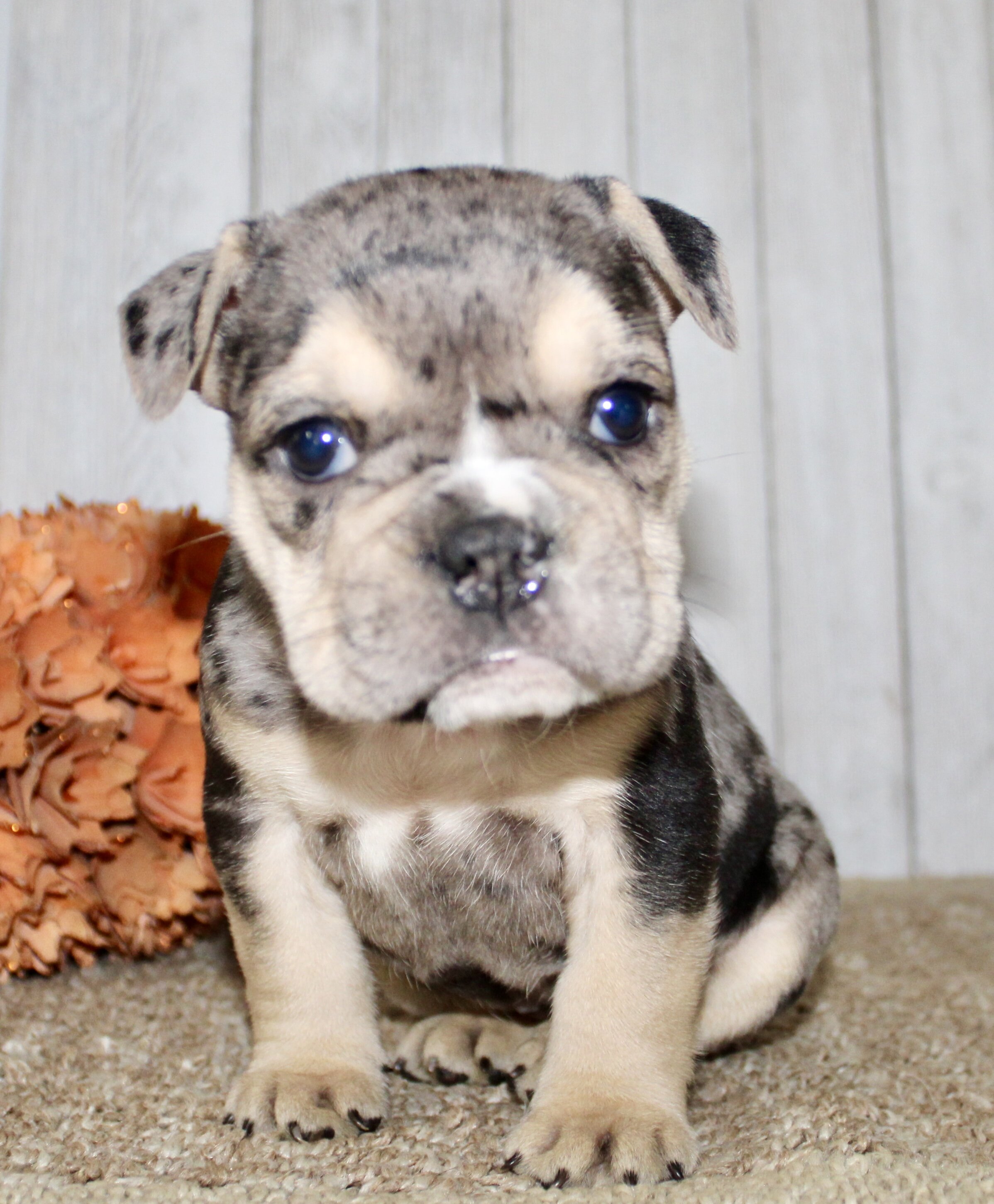 Hazel Female English Bulldog image 6