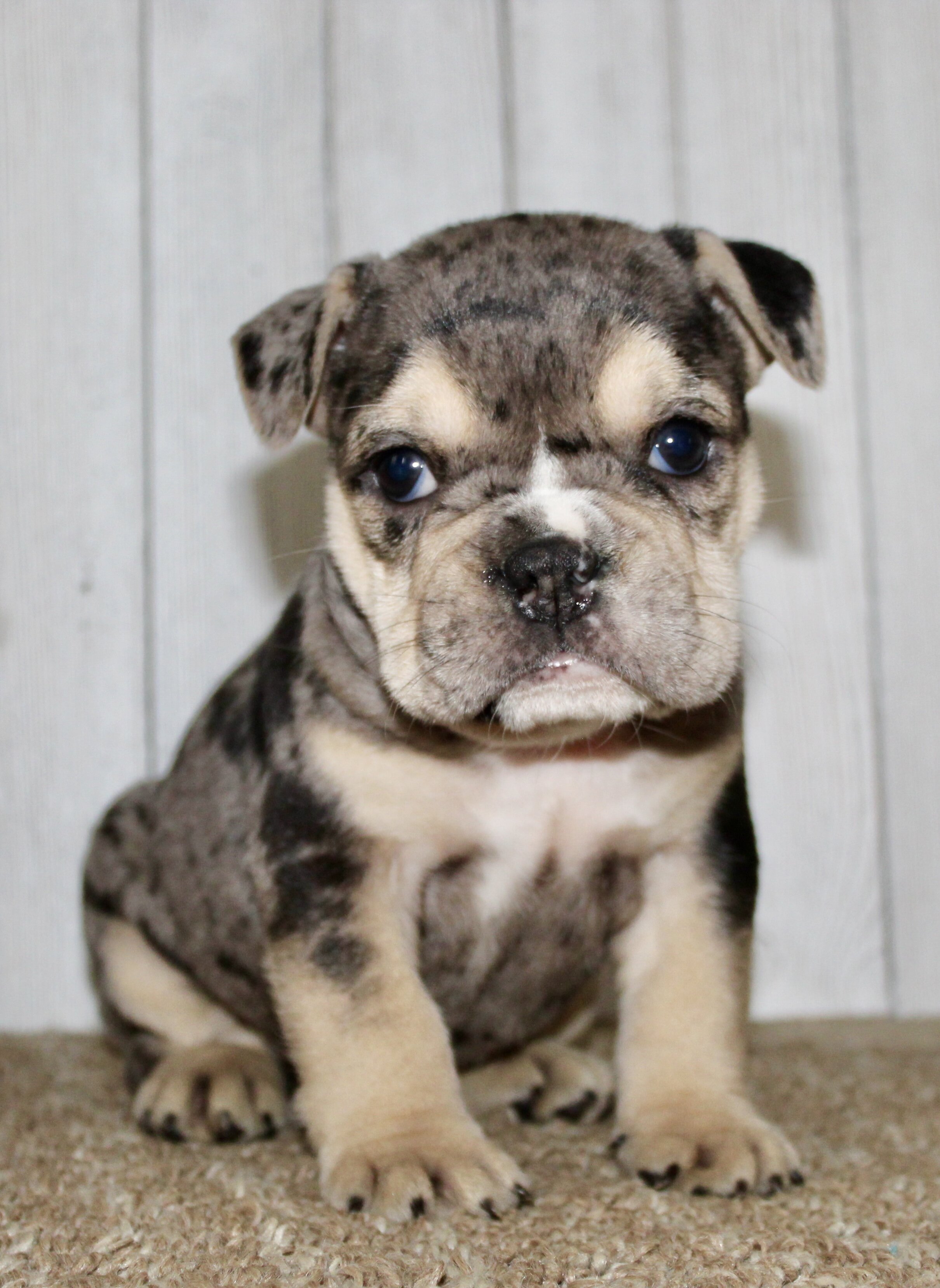 Hazel Female English Bulldog image 7