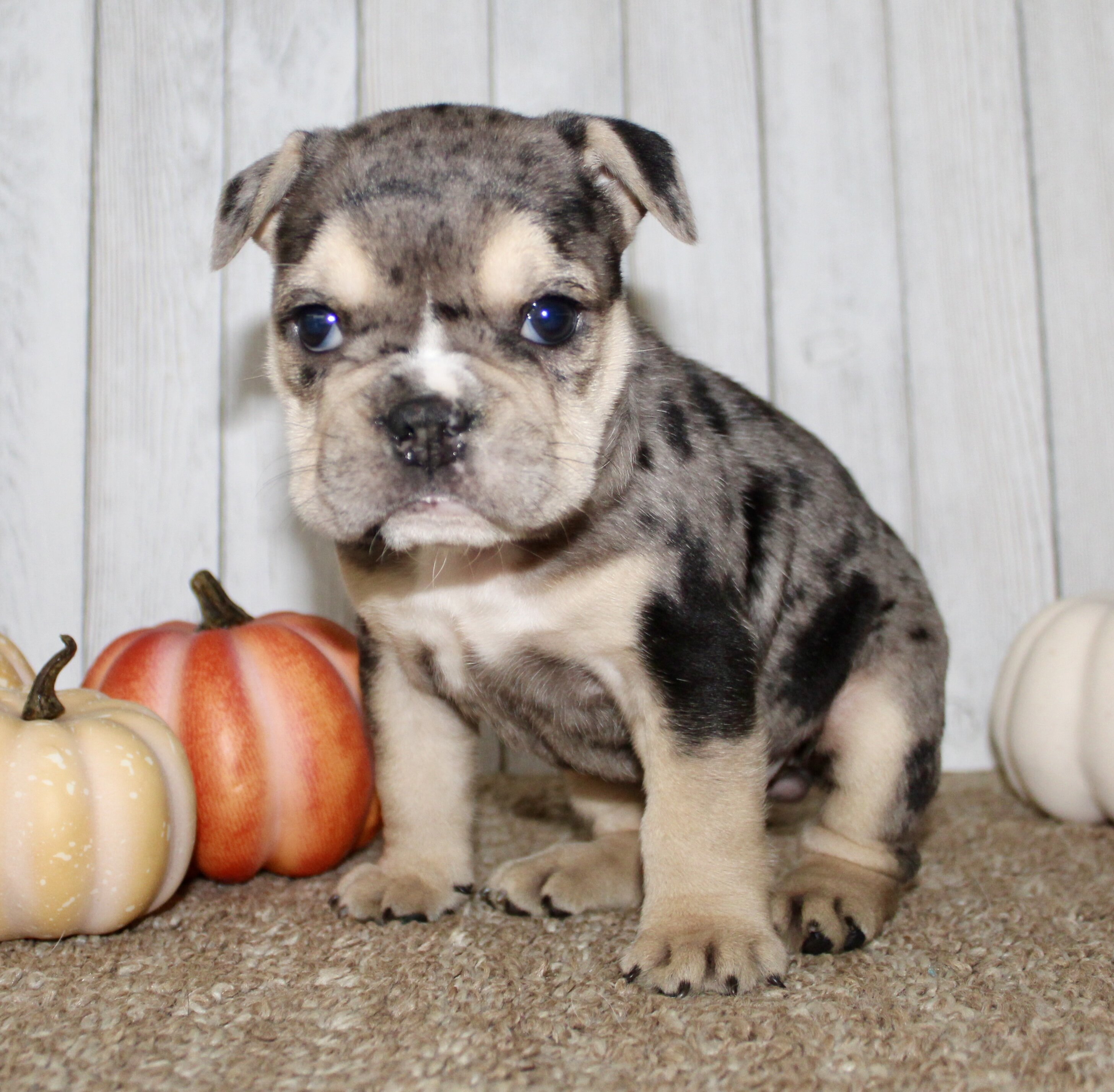 Hazel Female English Bulldog image 4