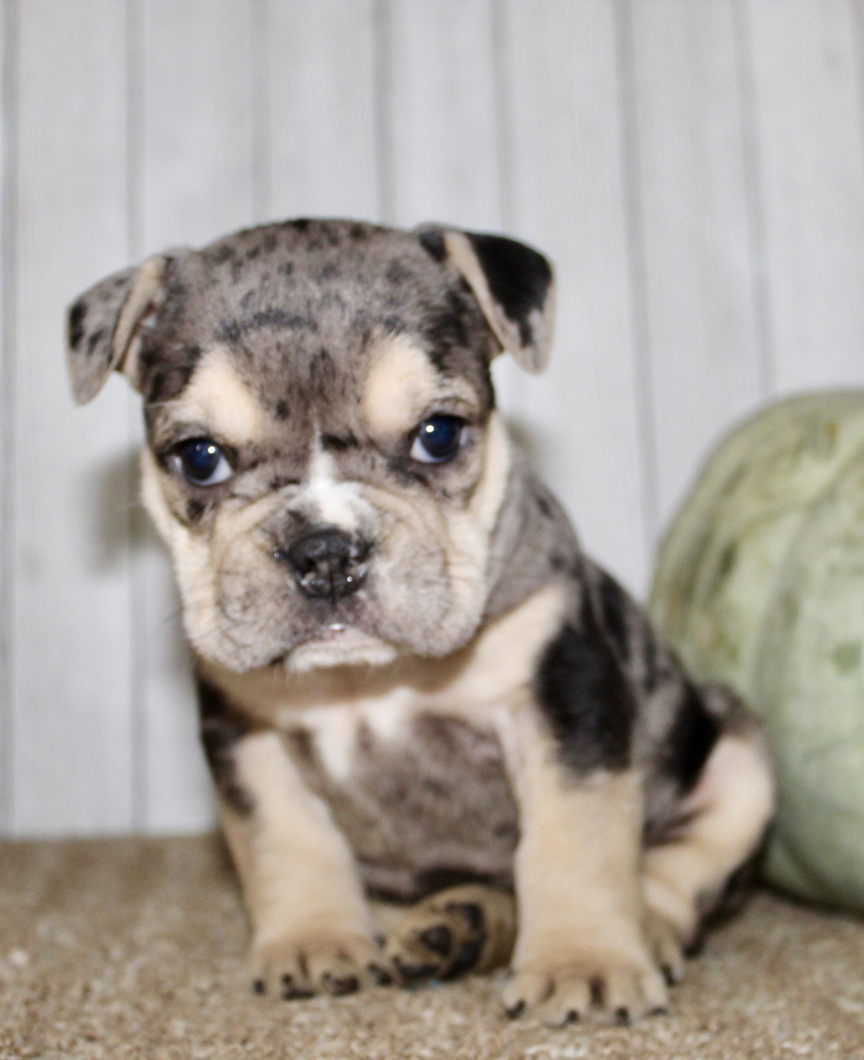 Hazel Female English Bulldog image 5