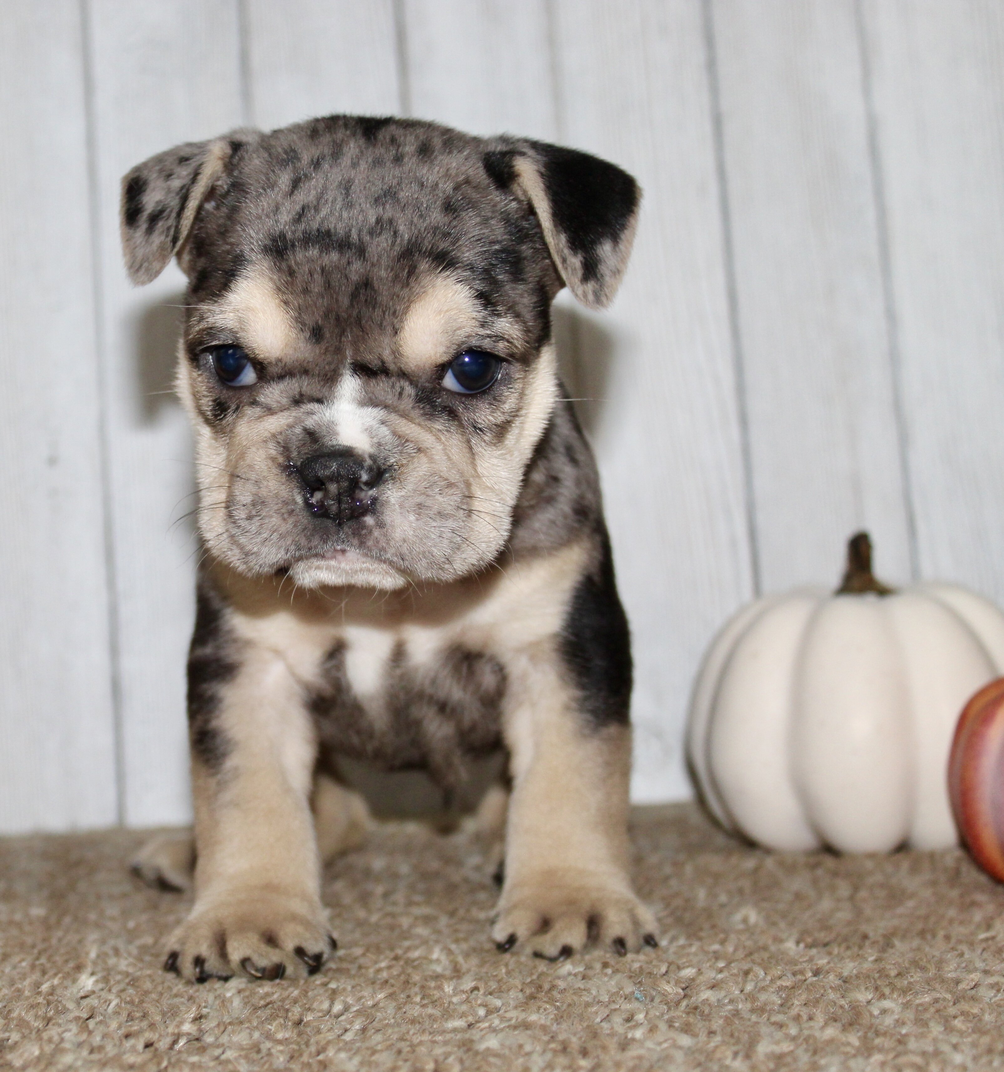Hazel Female English Bulldog image 2