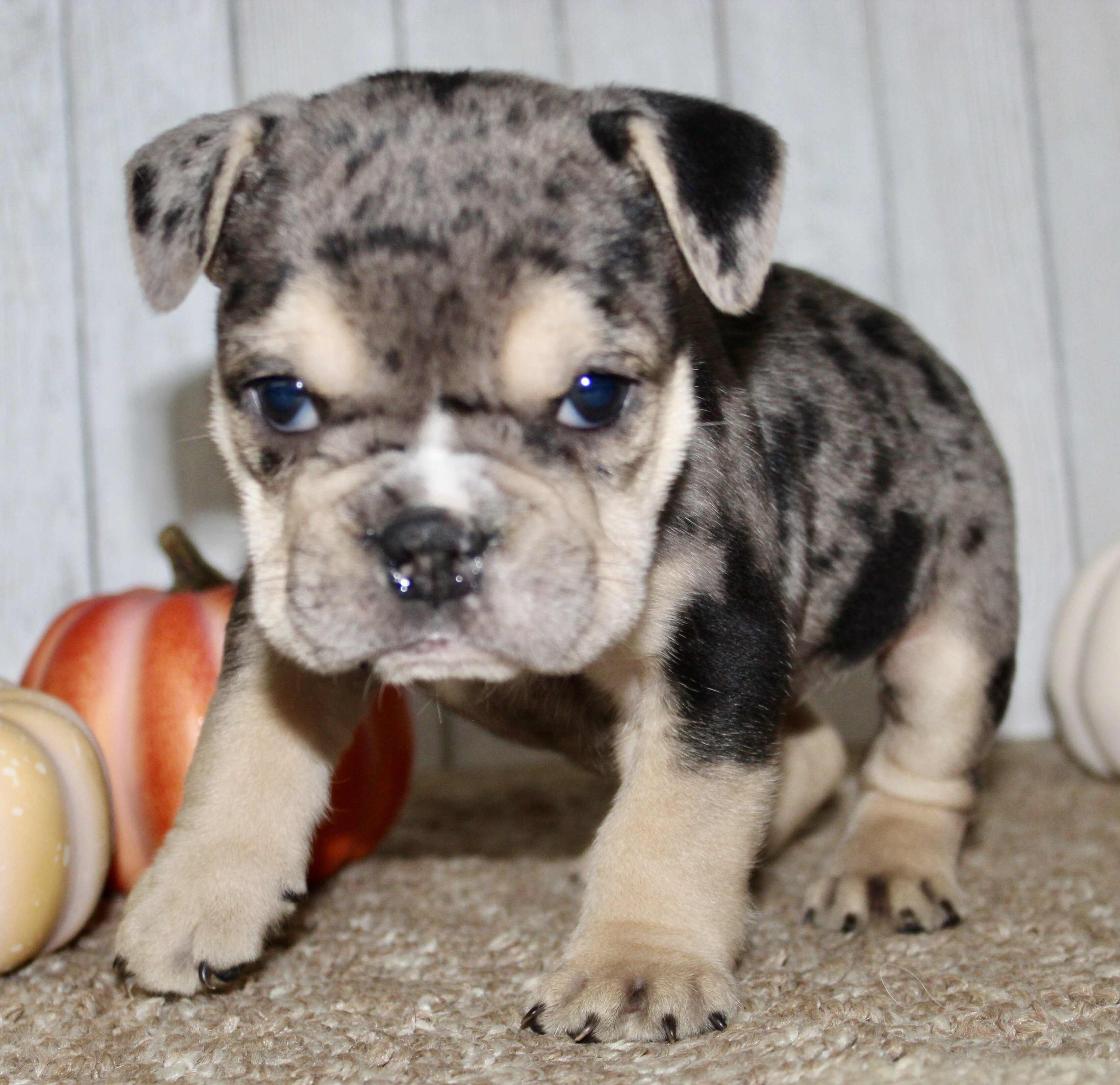 Hazel Female English Bulldog image 3