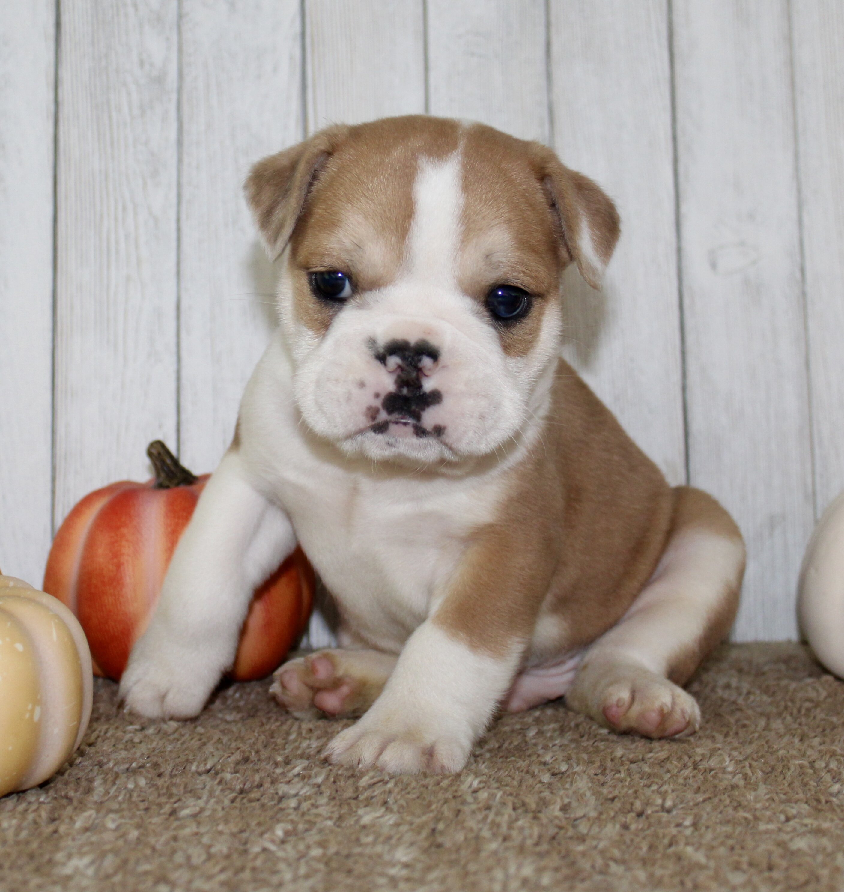 Arlo Male English Bulldog image 10